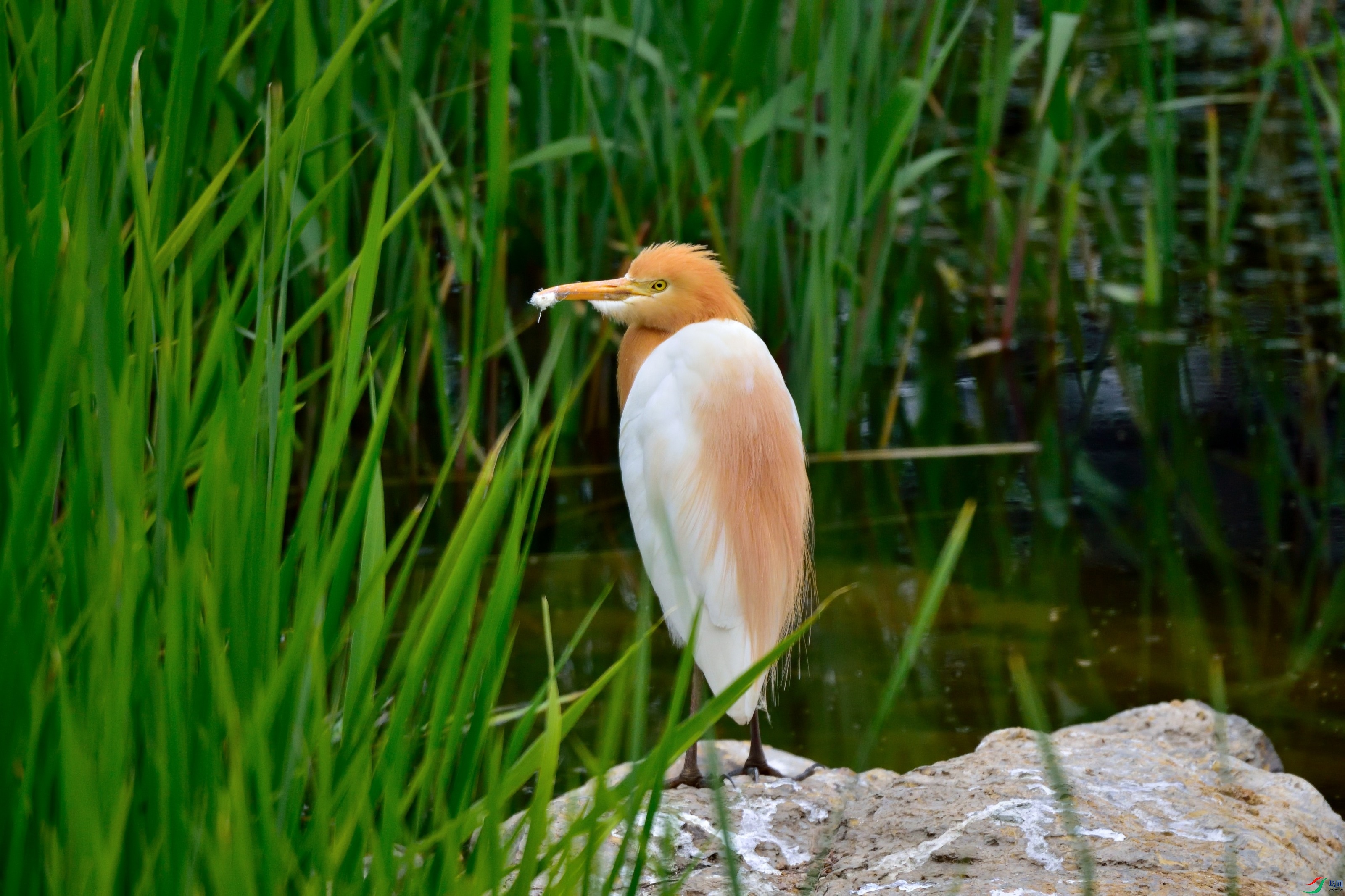 DSC_0946-2020-4-21_01.JPG