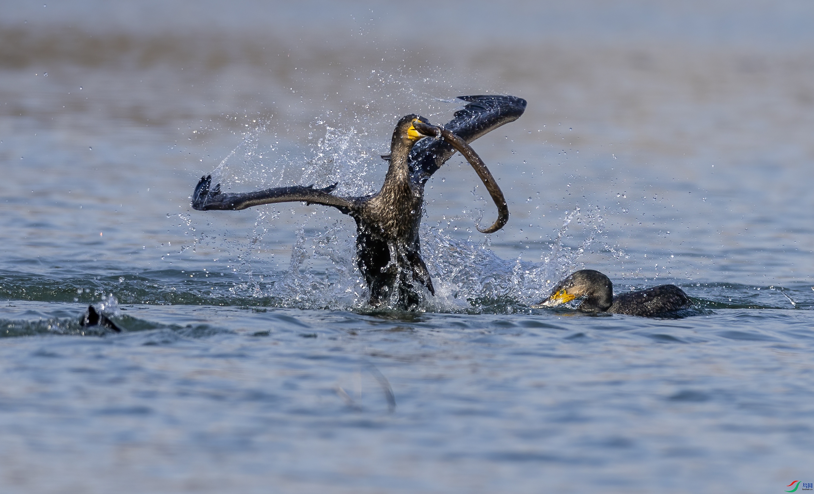 018A1461 ����.jpg