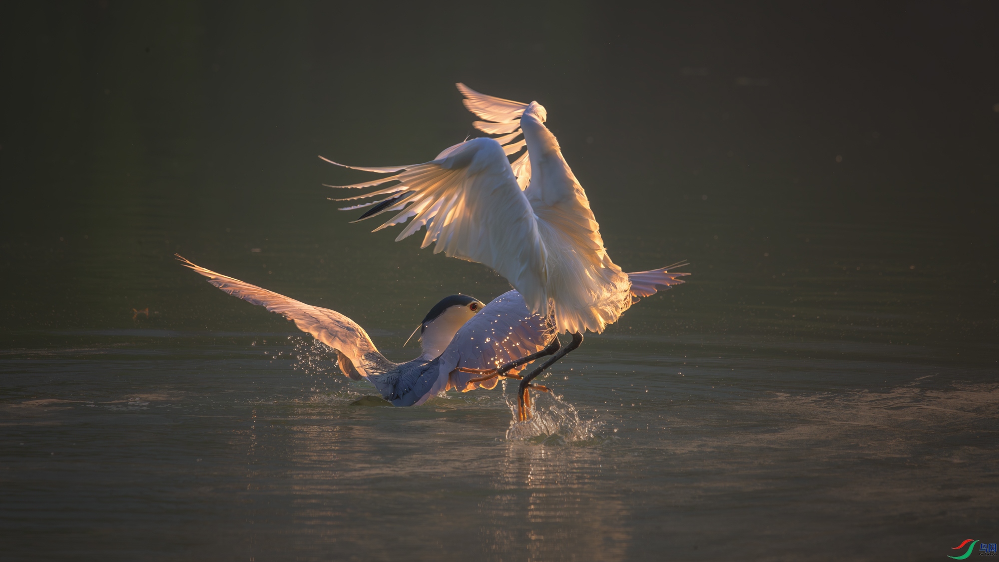 DSC_1784-����ǿ-NR ����_1.jpg