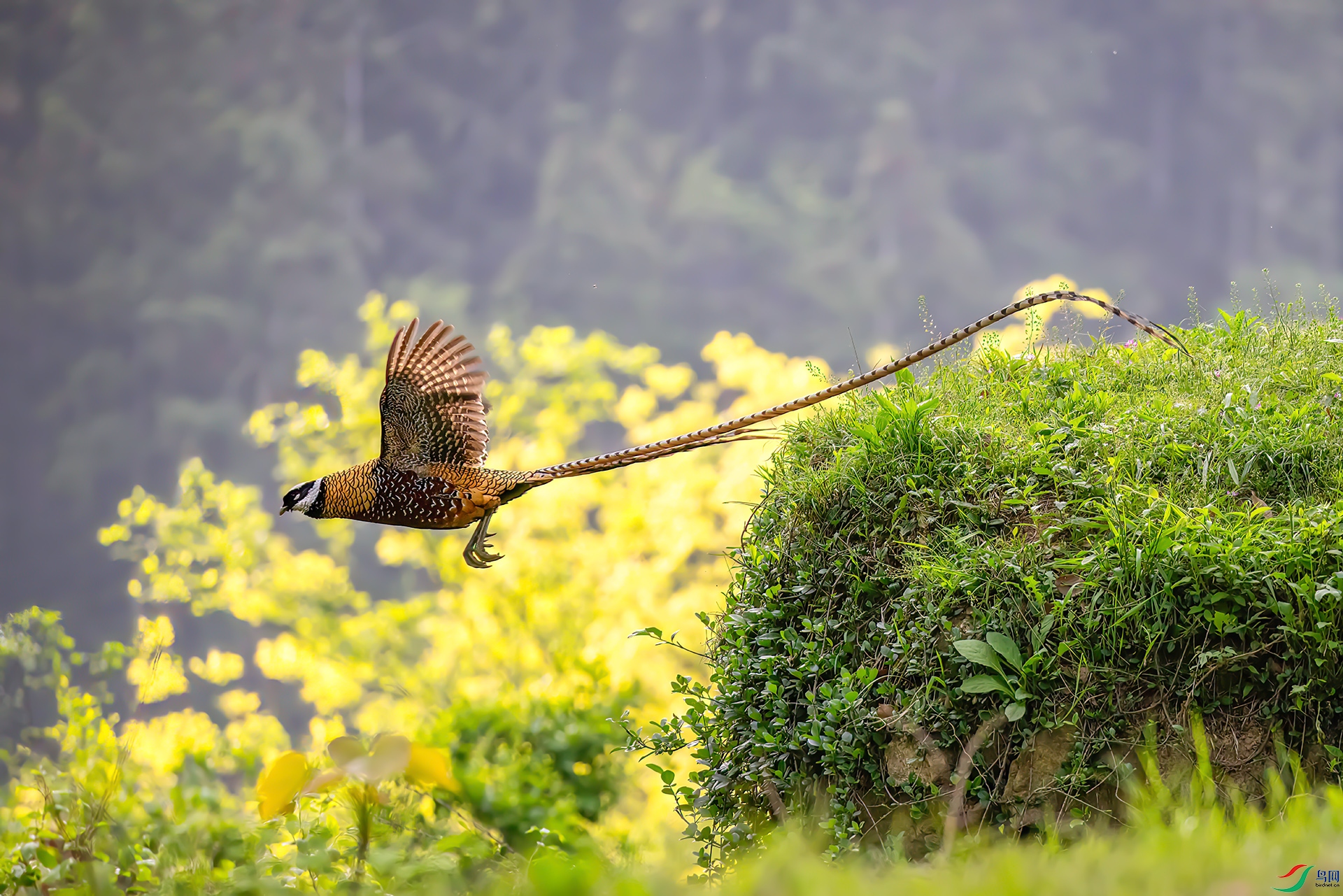 407A1013 ����-Sh---1 .jpg