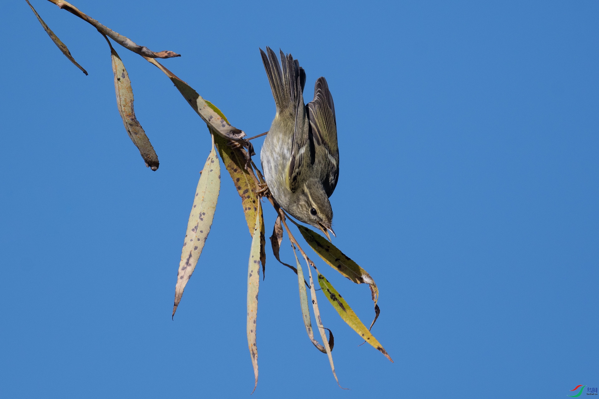 DSC_8932-2.jpg