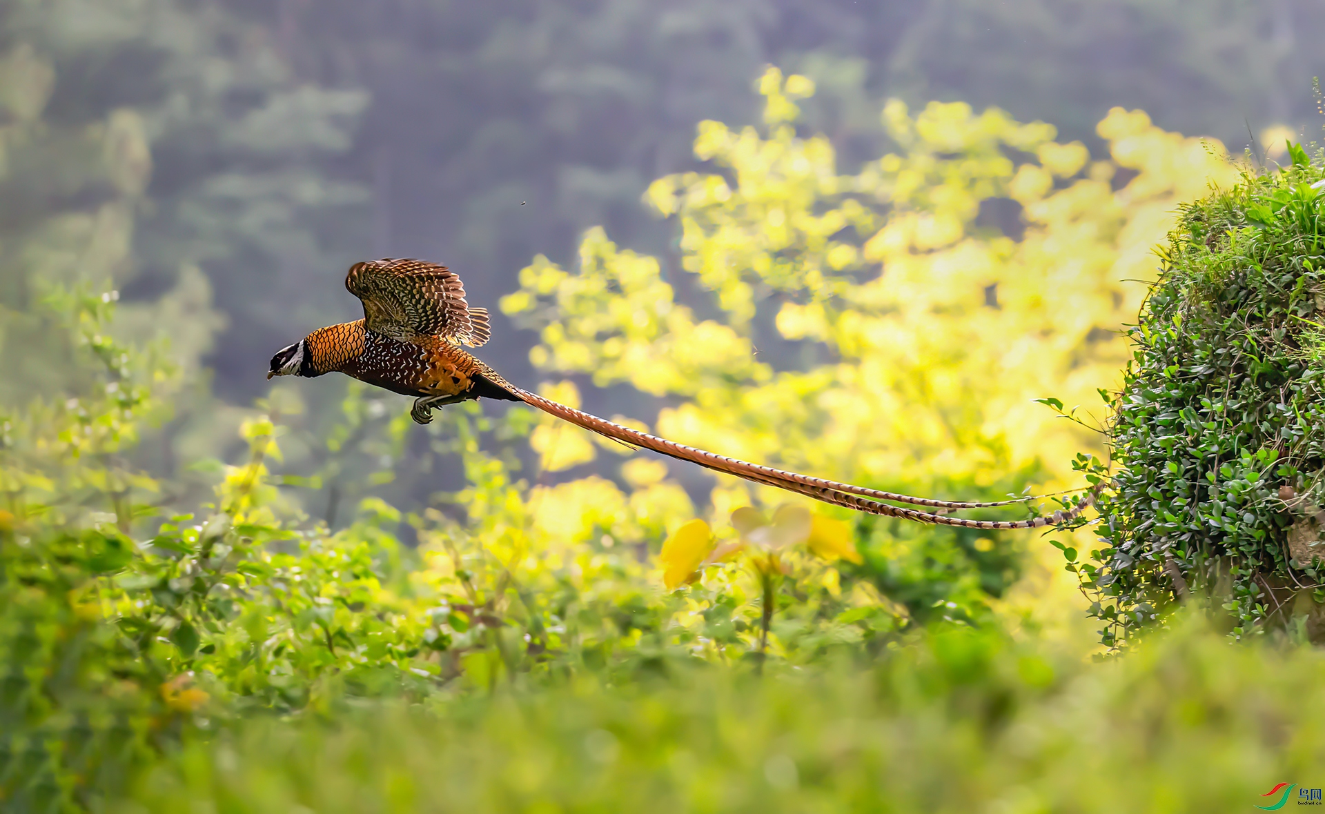 407A0917 ����-Sh----1 .jpg