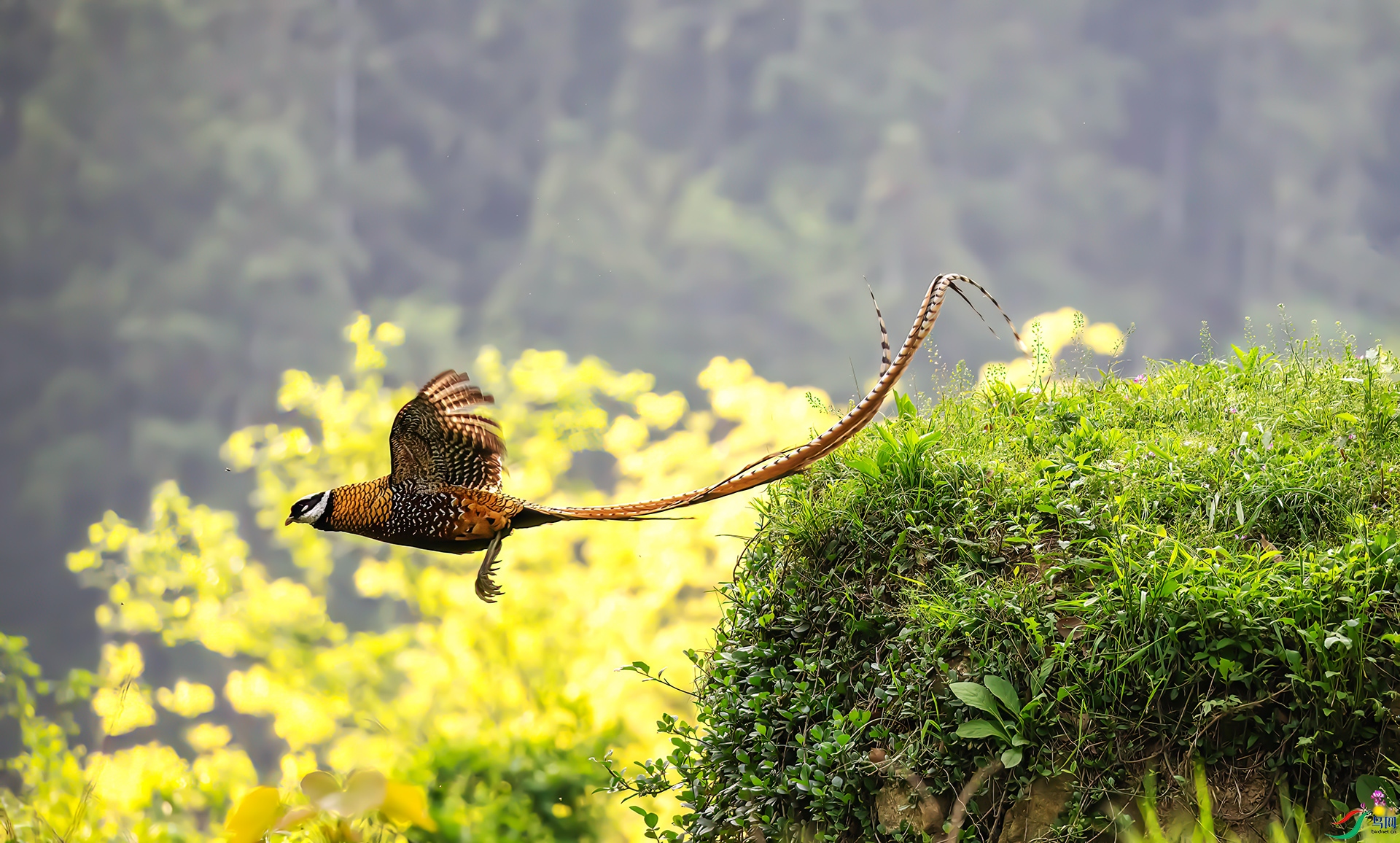 407A0913 ����-Sha---1 .jpg