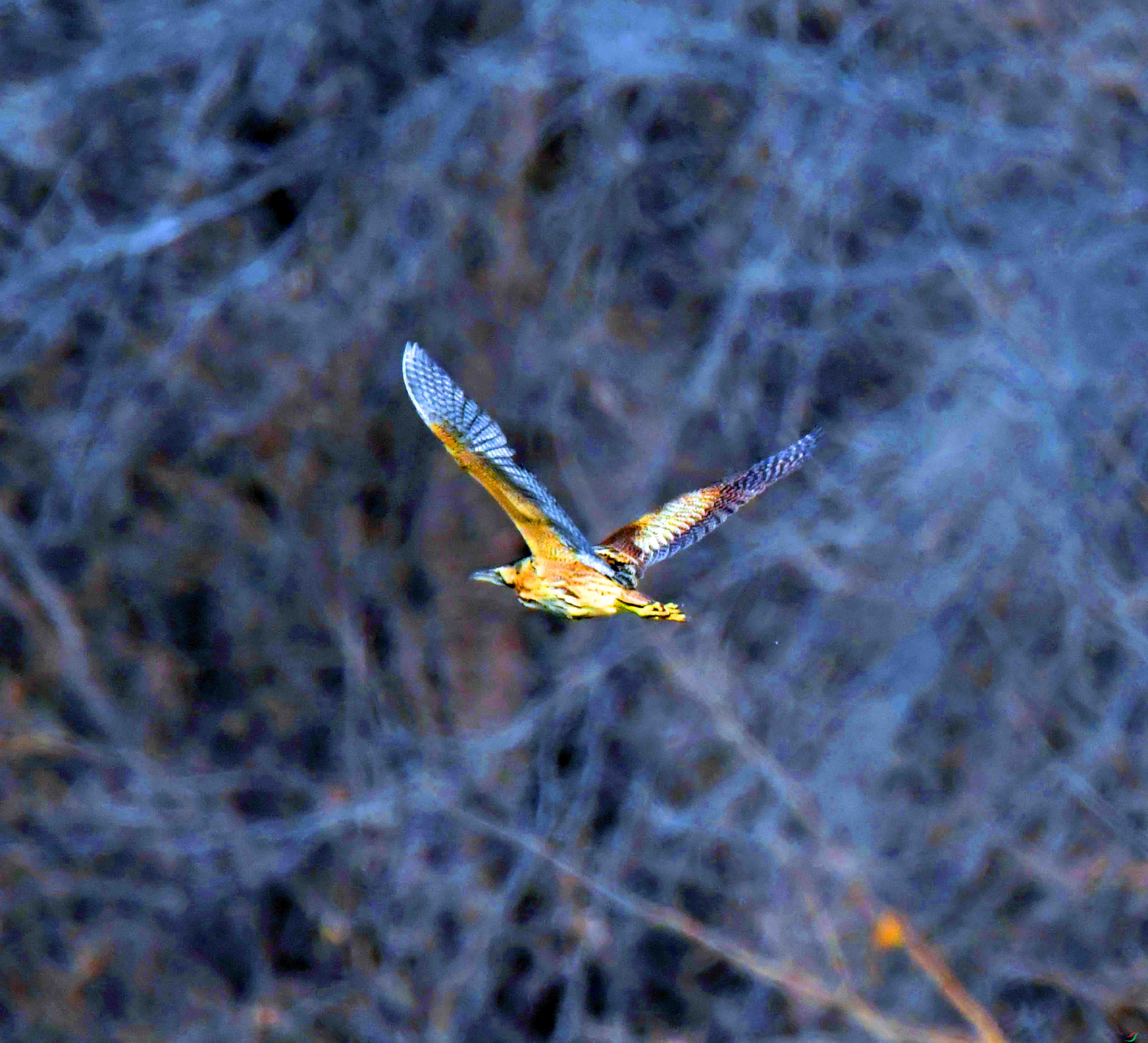 DSC_1652.JPG