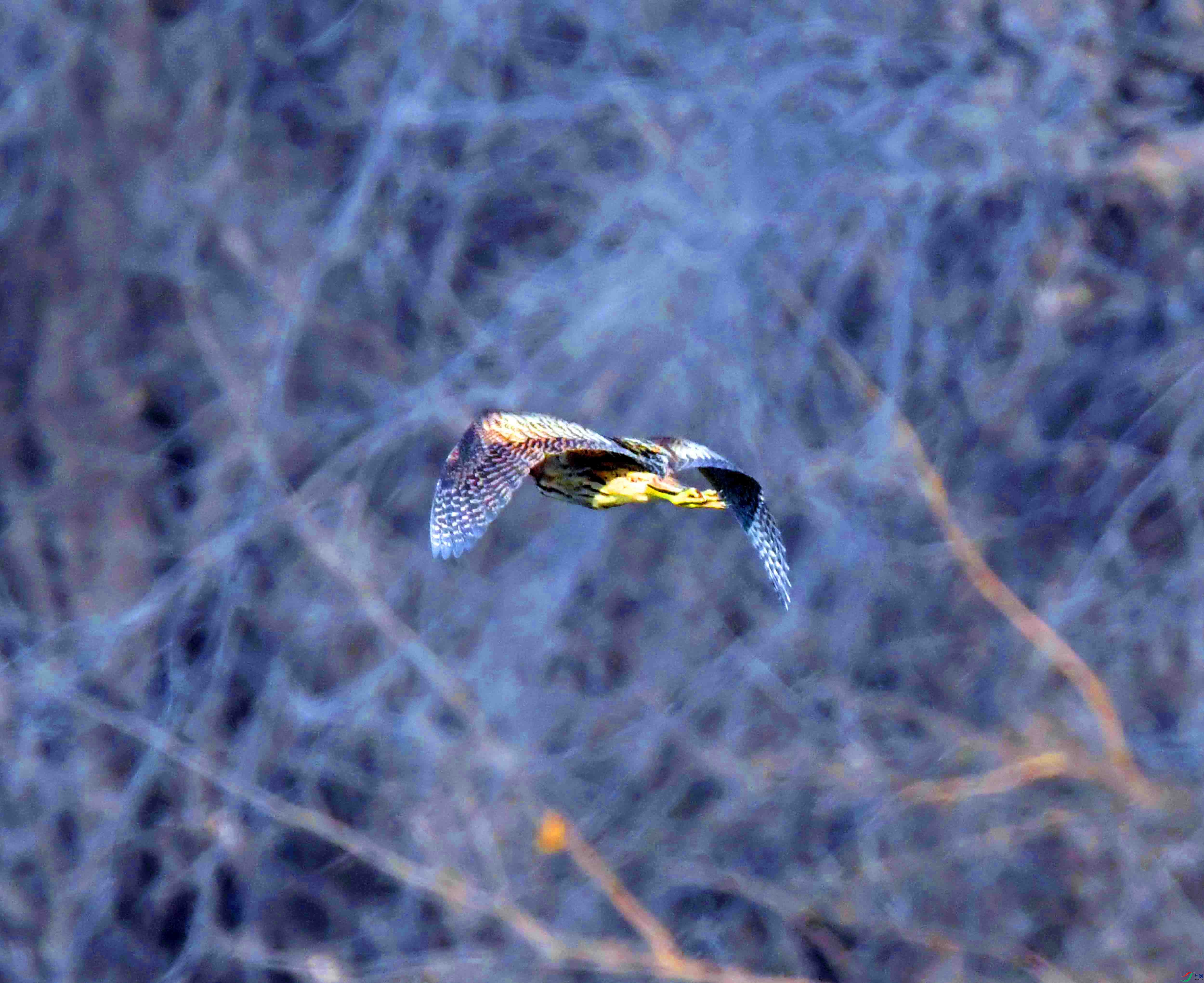 DSC_1651.JPG