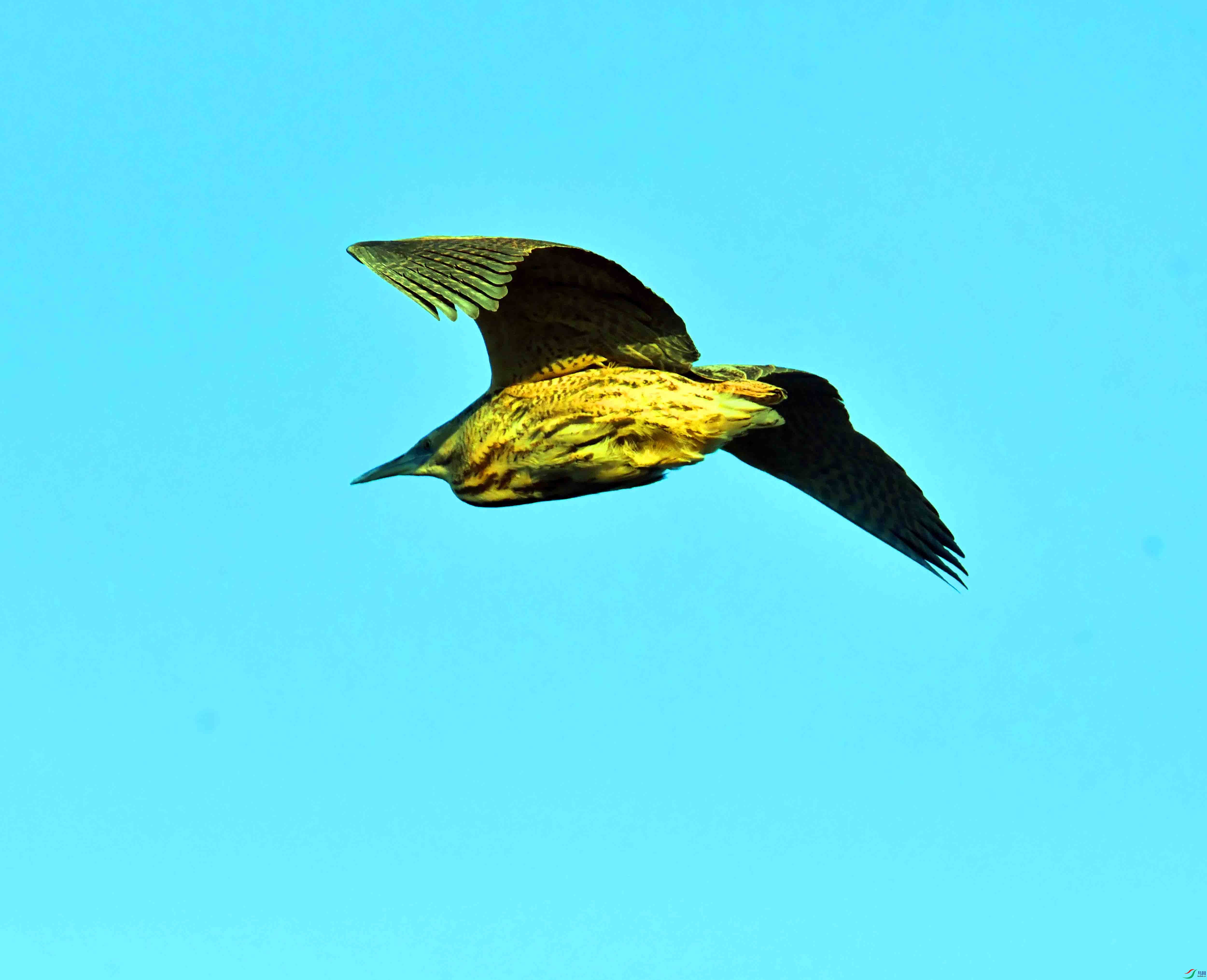 DSC_7231.JPG