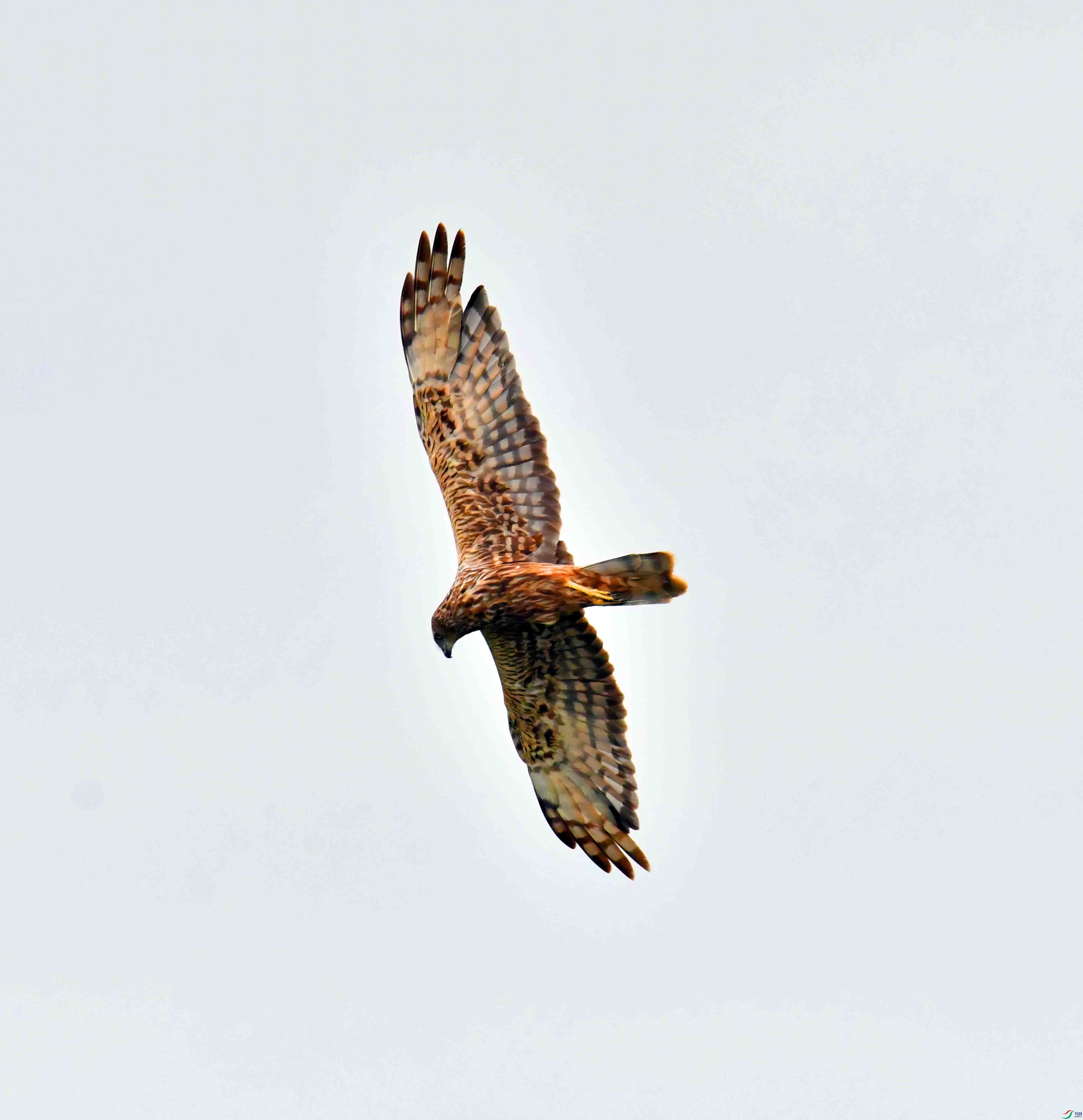 DSC_8037.JPG