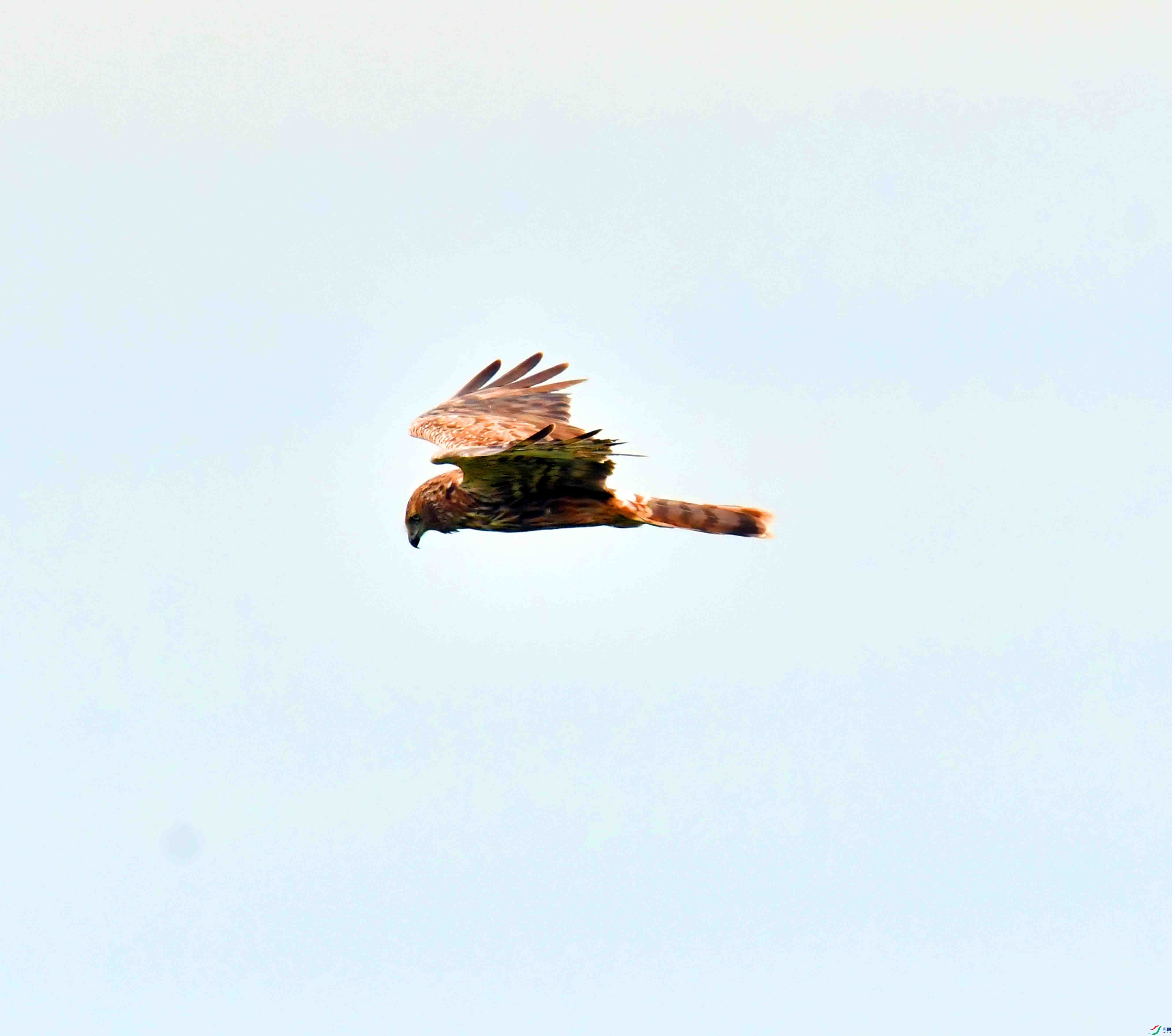 DSC_8068.JPG