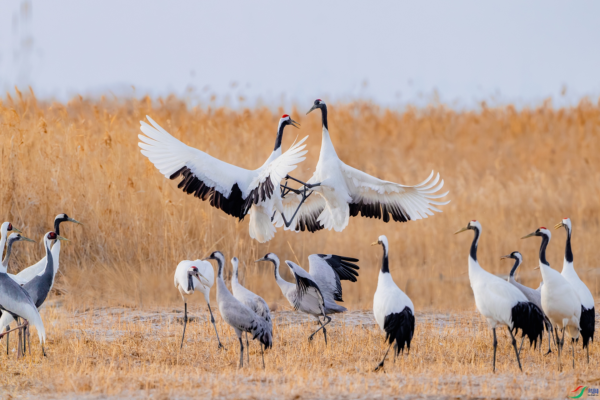 _DSC0593-����ǿ-NR ���� 2С.jpg