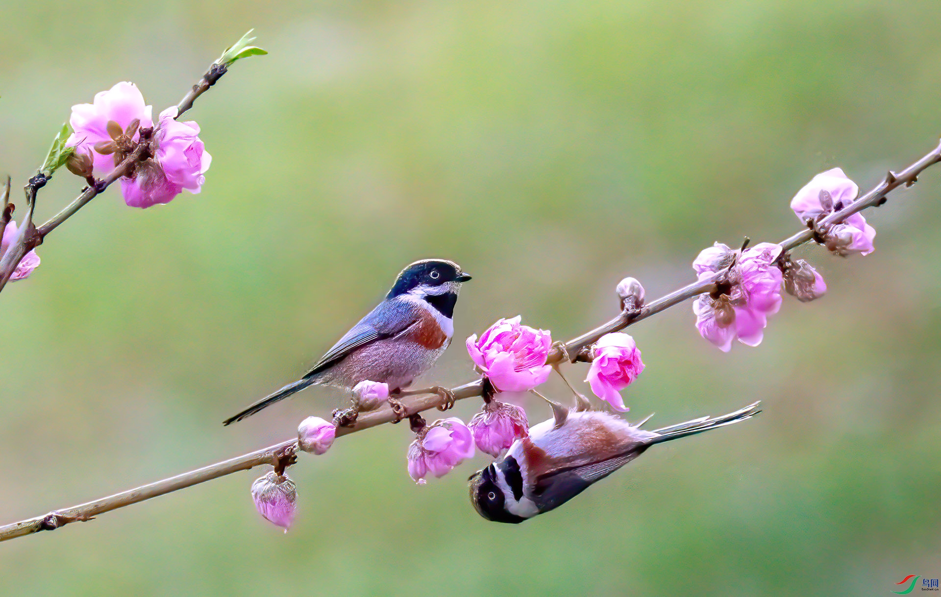 060A7121 ����-Sha---11  .jpg