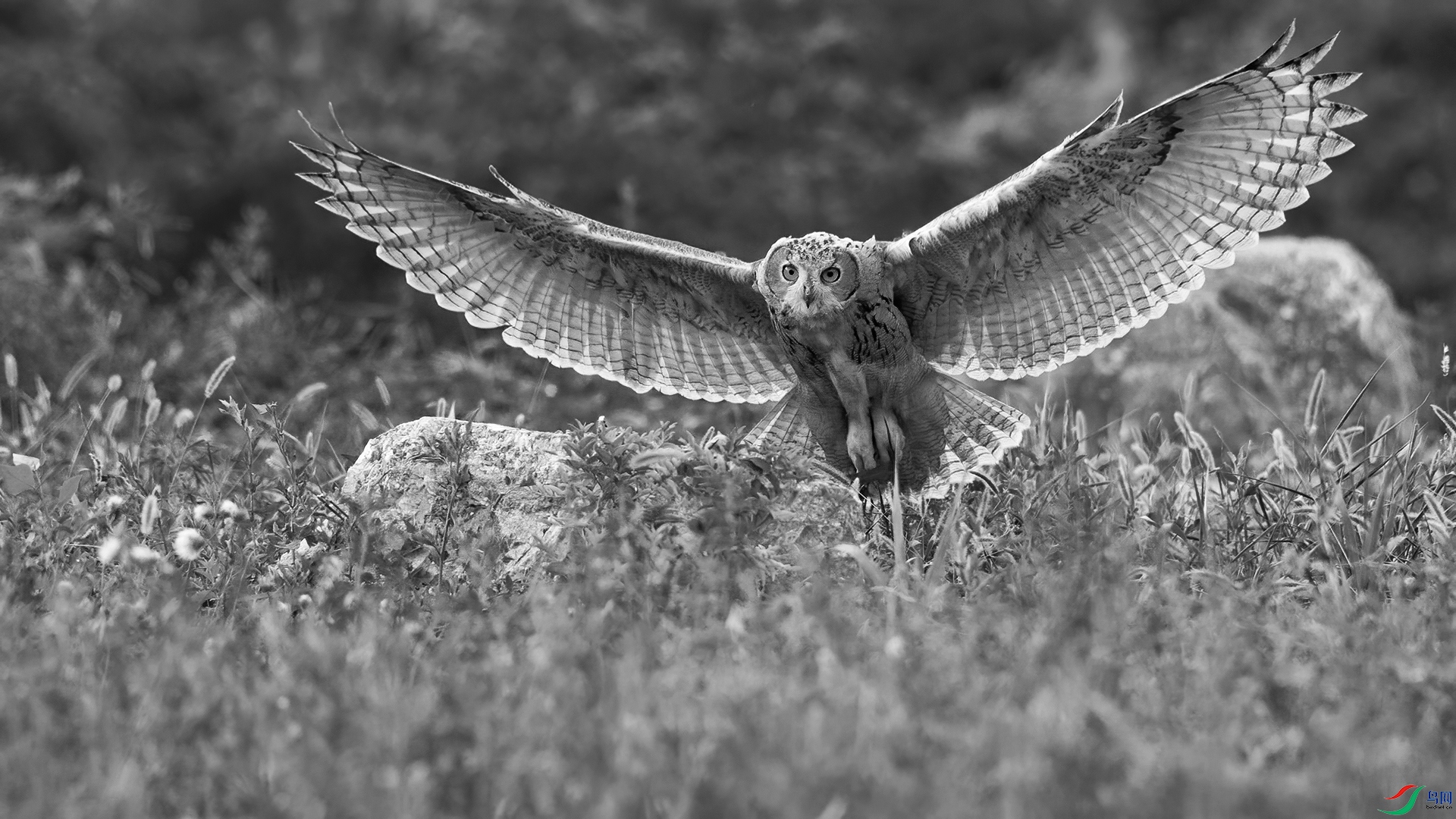 DSC_4109-20250213�� .jpg