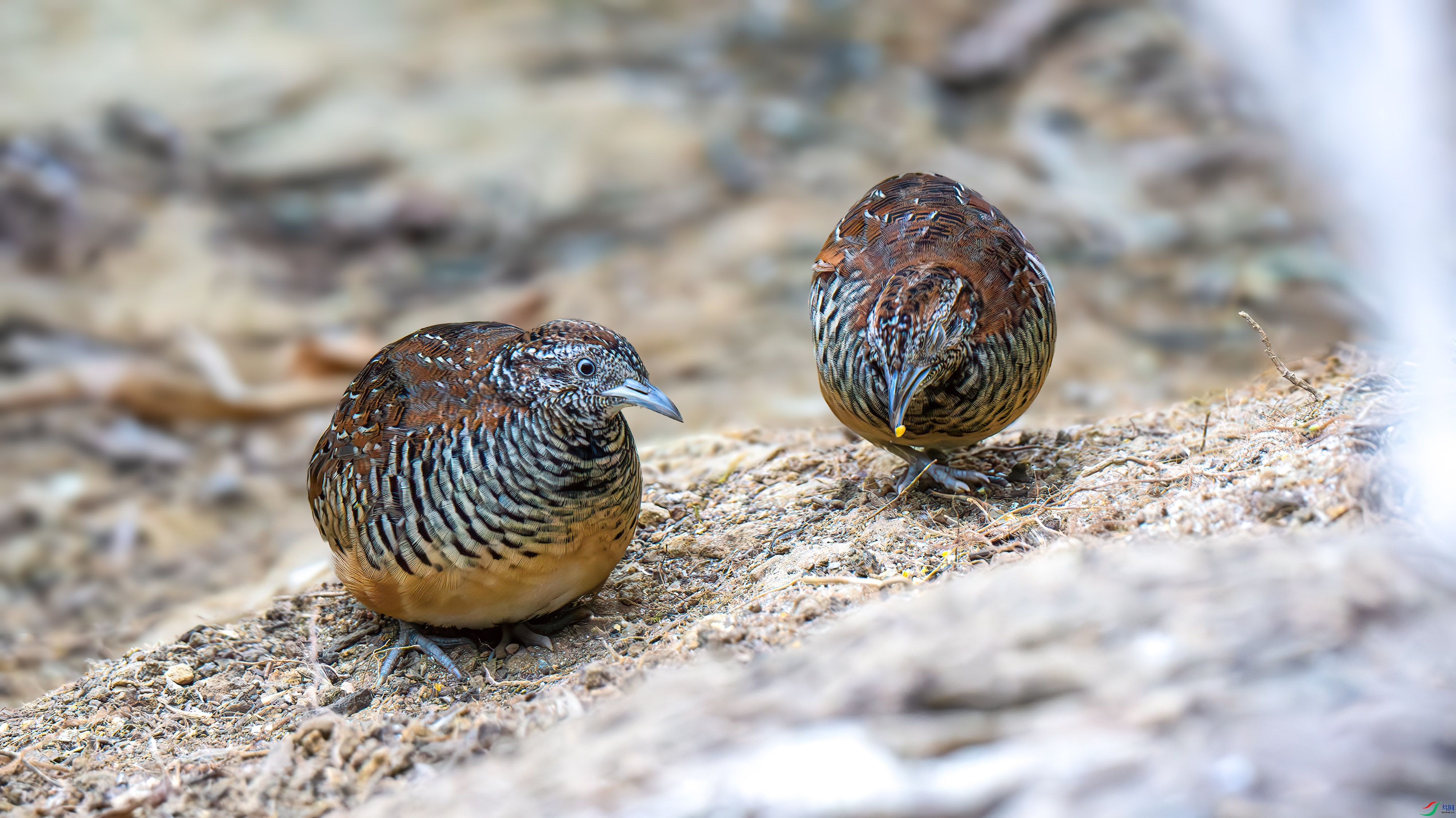 DSC_4668-����ǿ-NR.jpg