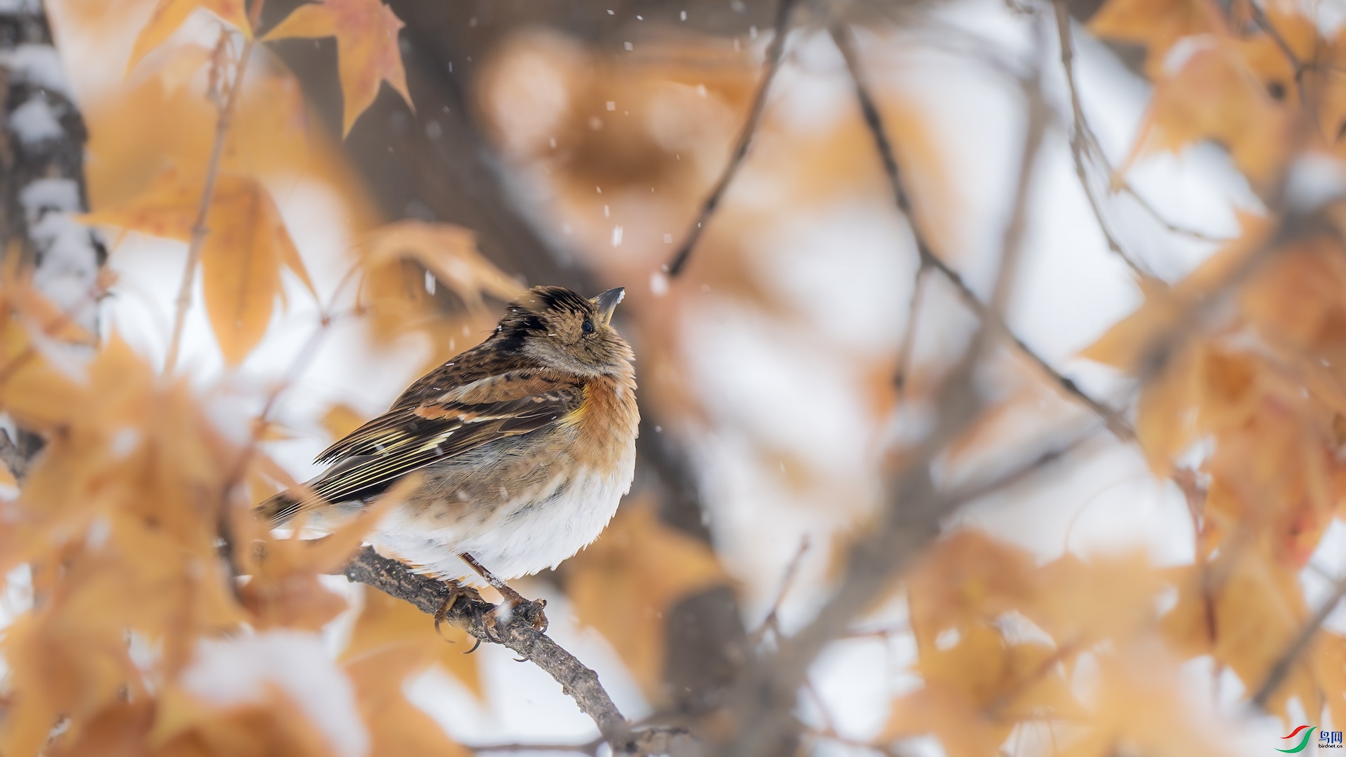 1_DSC5348-����ǿ-NR ����.jpeg