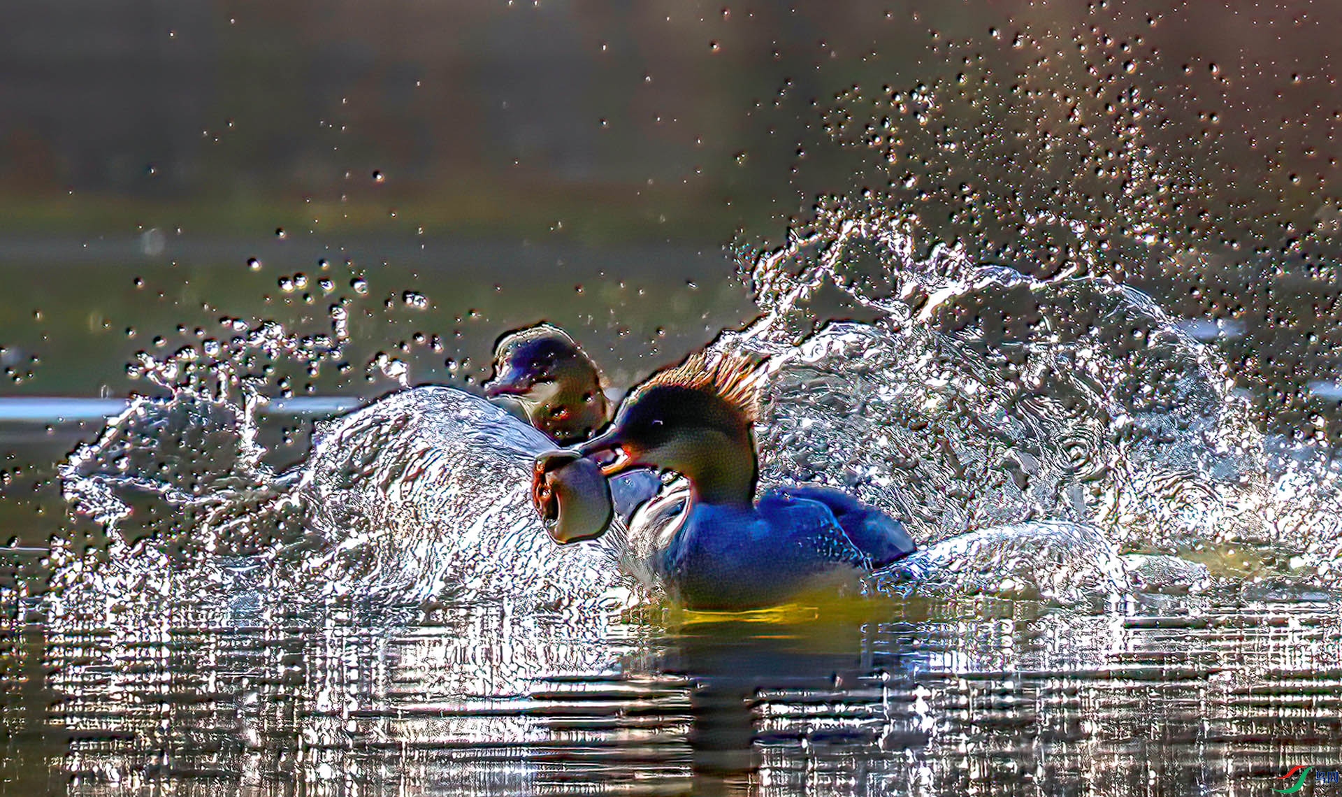 _60A0216 ����-Sha----1 .jpg