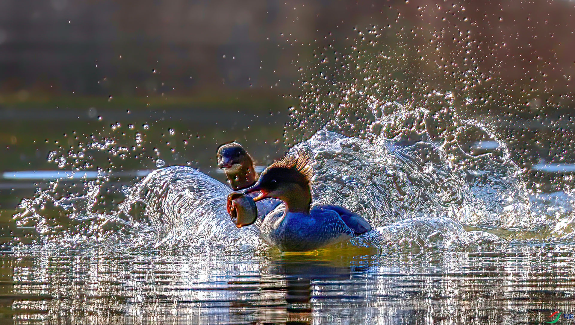 _60A0217 ����-Sh---1 .jpg