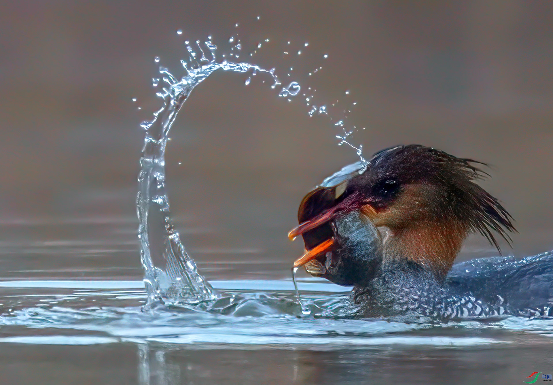 _60A5337 ����-Sha---1 .jpg