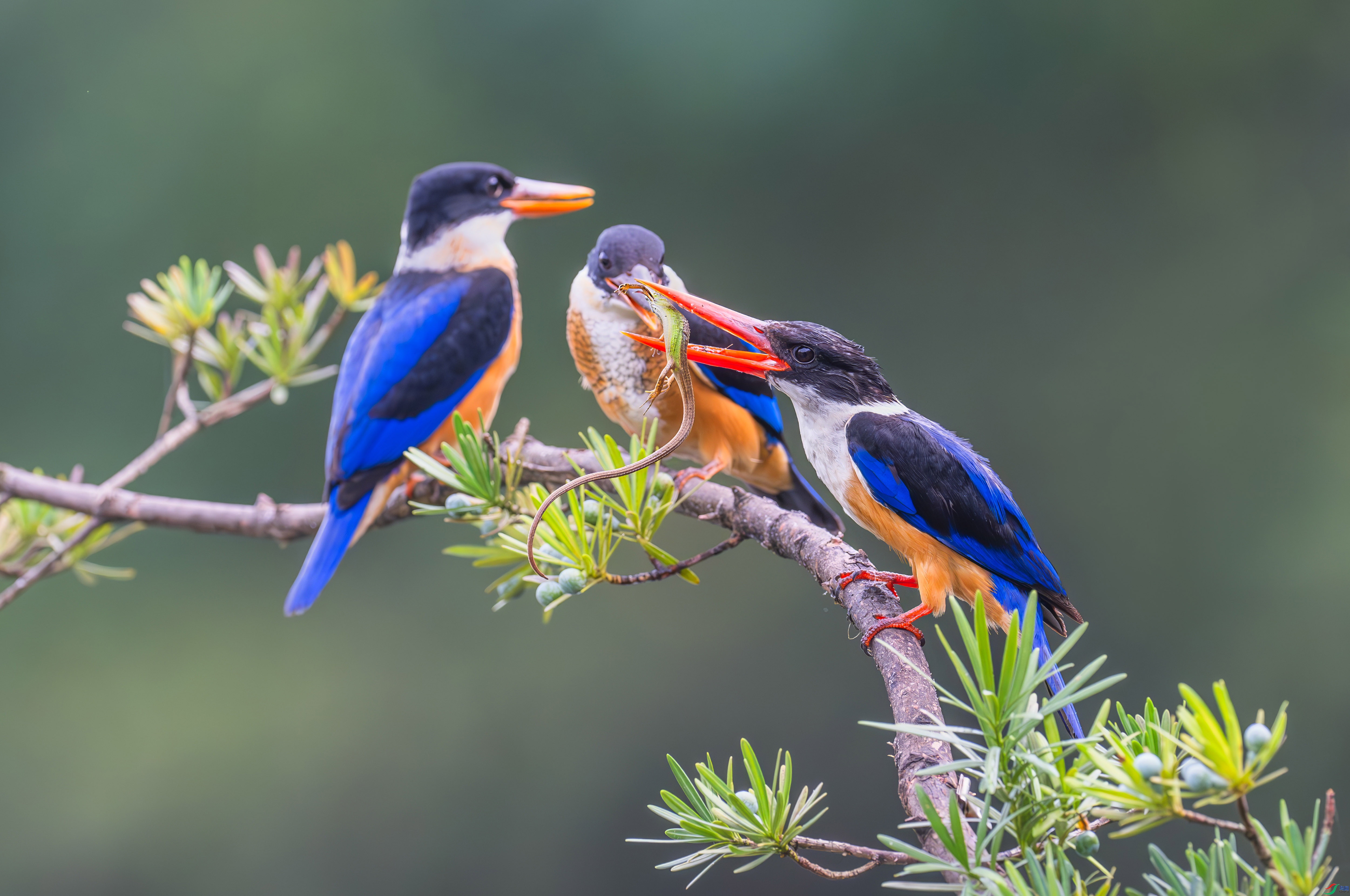 2.9С������ʦ��Ʒ   ĸ���籦 ��ף���ٻ����������.jpg