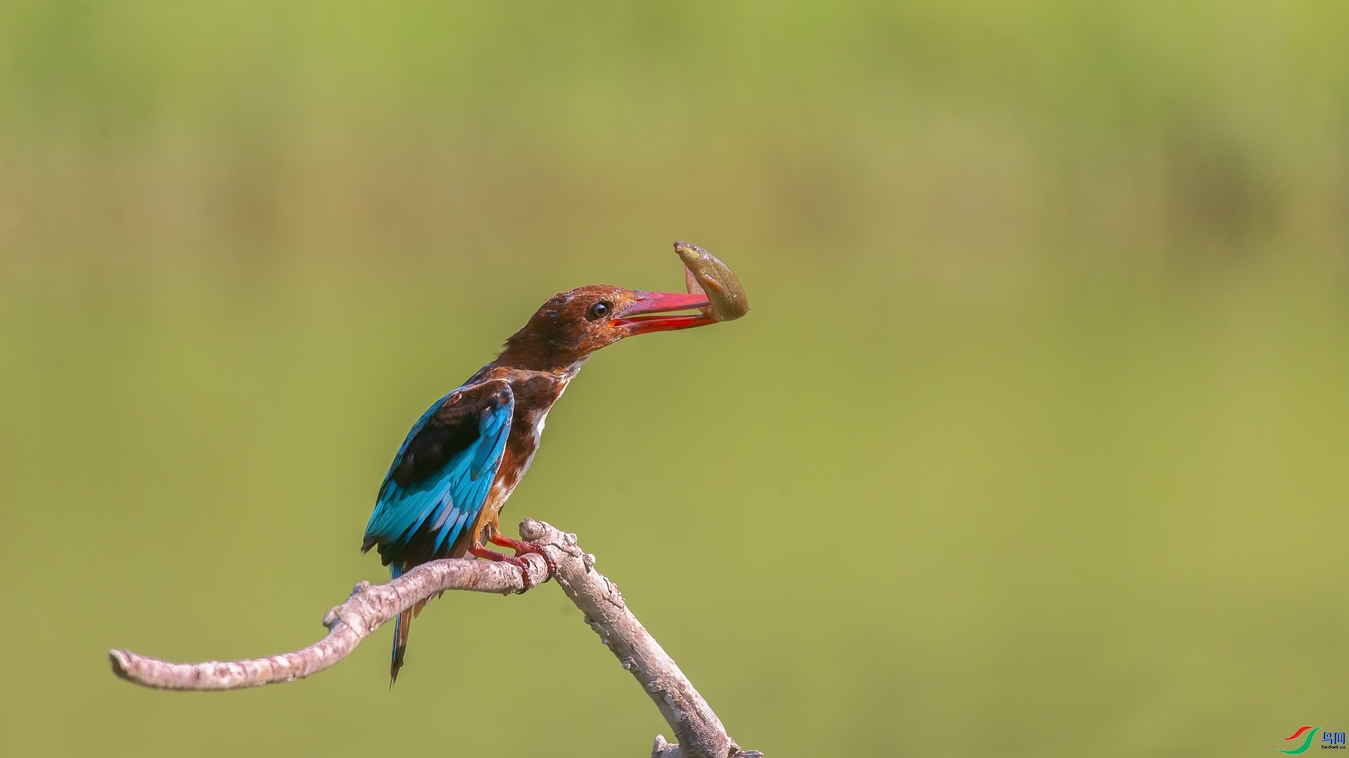 2.10�ƽ�Ҷ��ʦ��Ʒ   ������䡪����һ�������� ��ף���ٻ����Ѿ�����.jpg