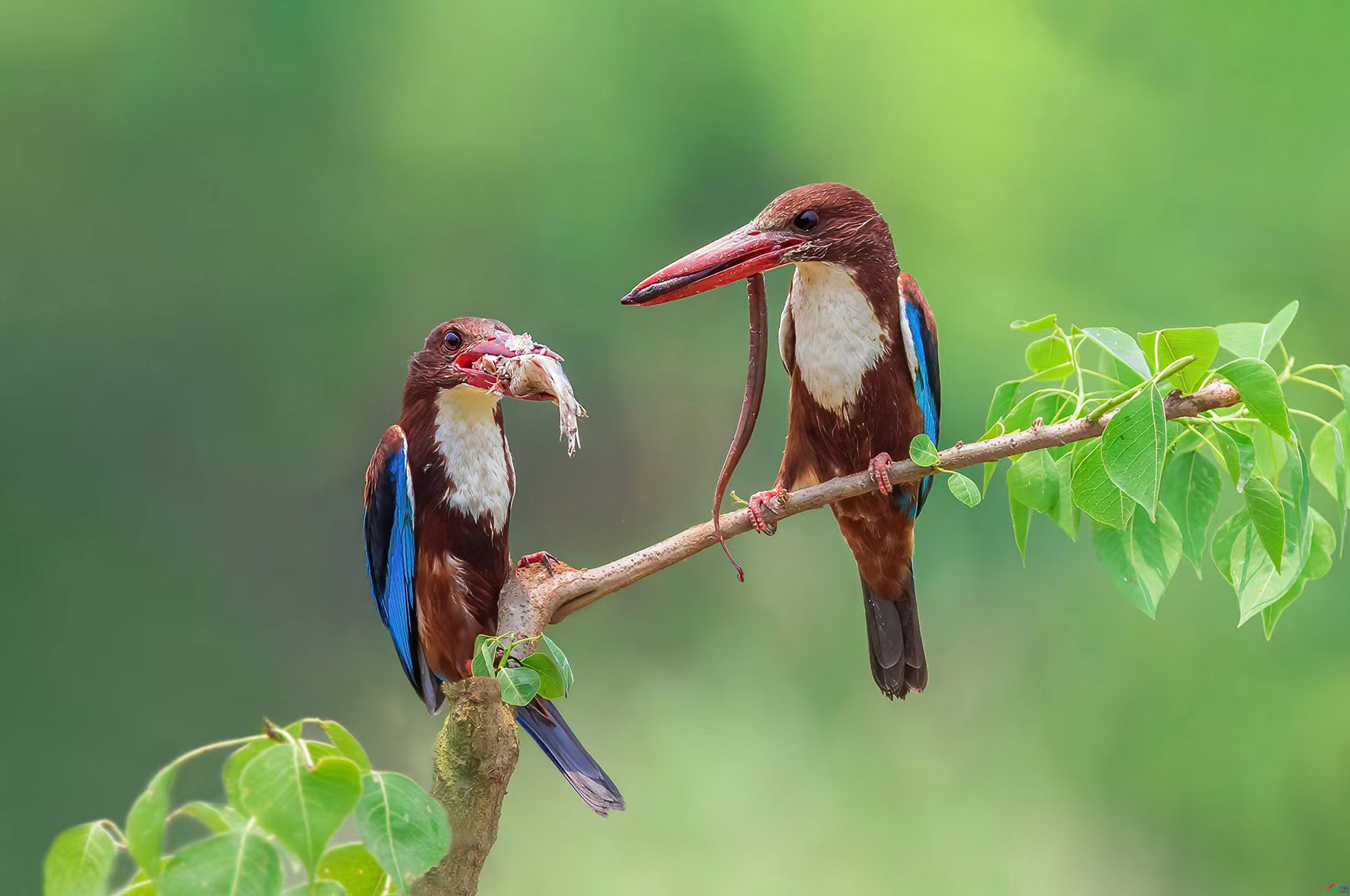 2.11��������ʦ��Ʒ   �������� ��ף���ٻ����Ѿ�����.jpg