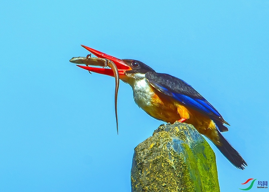 2.12��Ȼ����ʦ��Ʒ   ��ҫ ��ף���ٻ����Ѿ�����.jpg