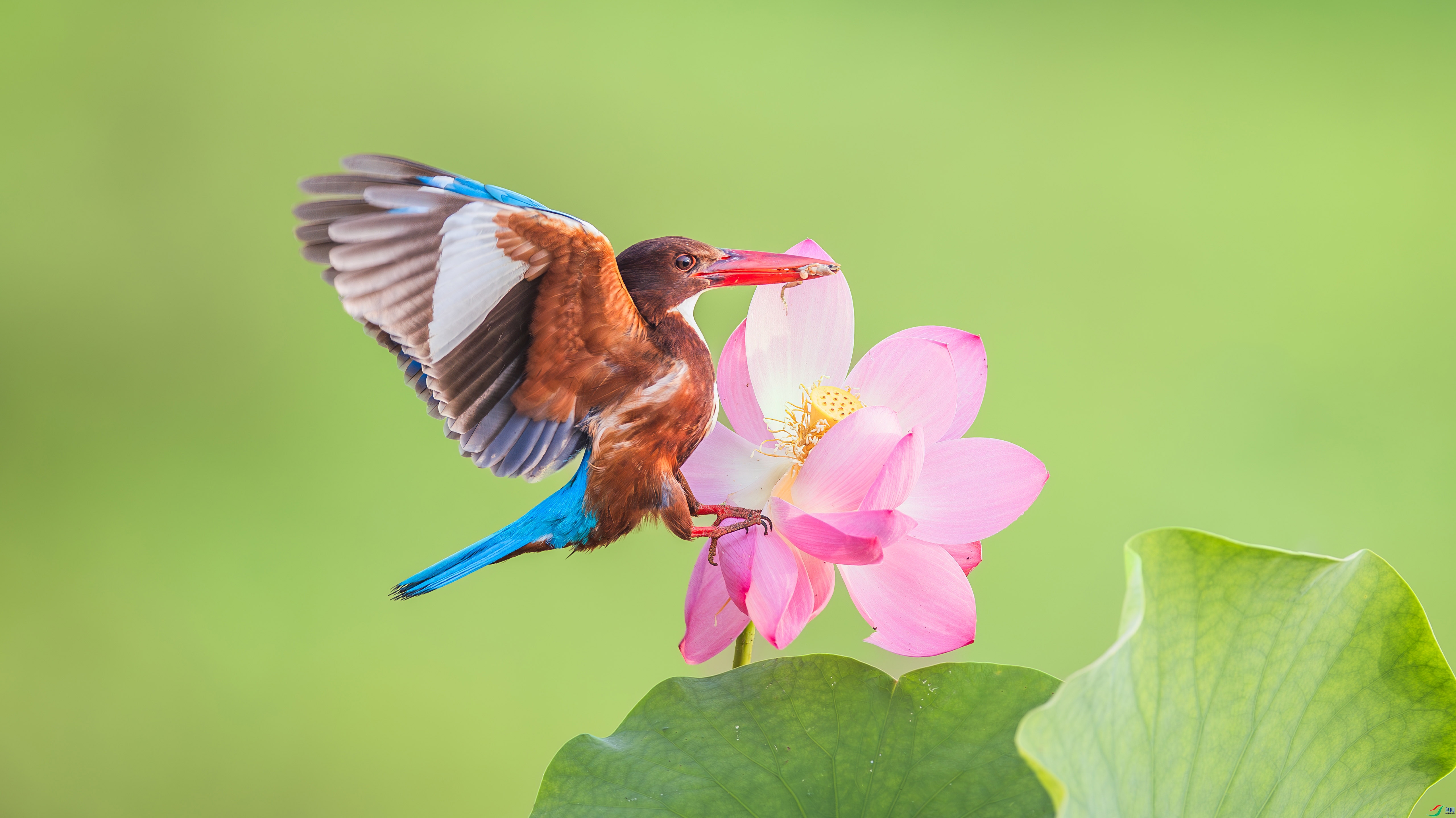 2.13С������ʦ��Ʒ   �������� ��ף���ٻ����������.jpg