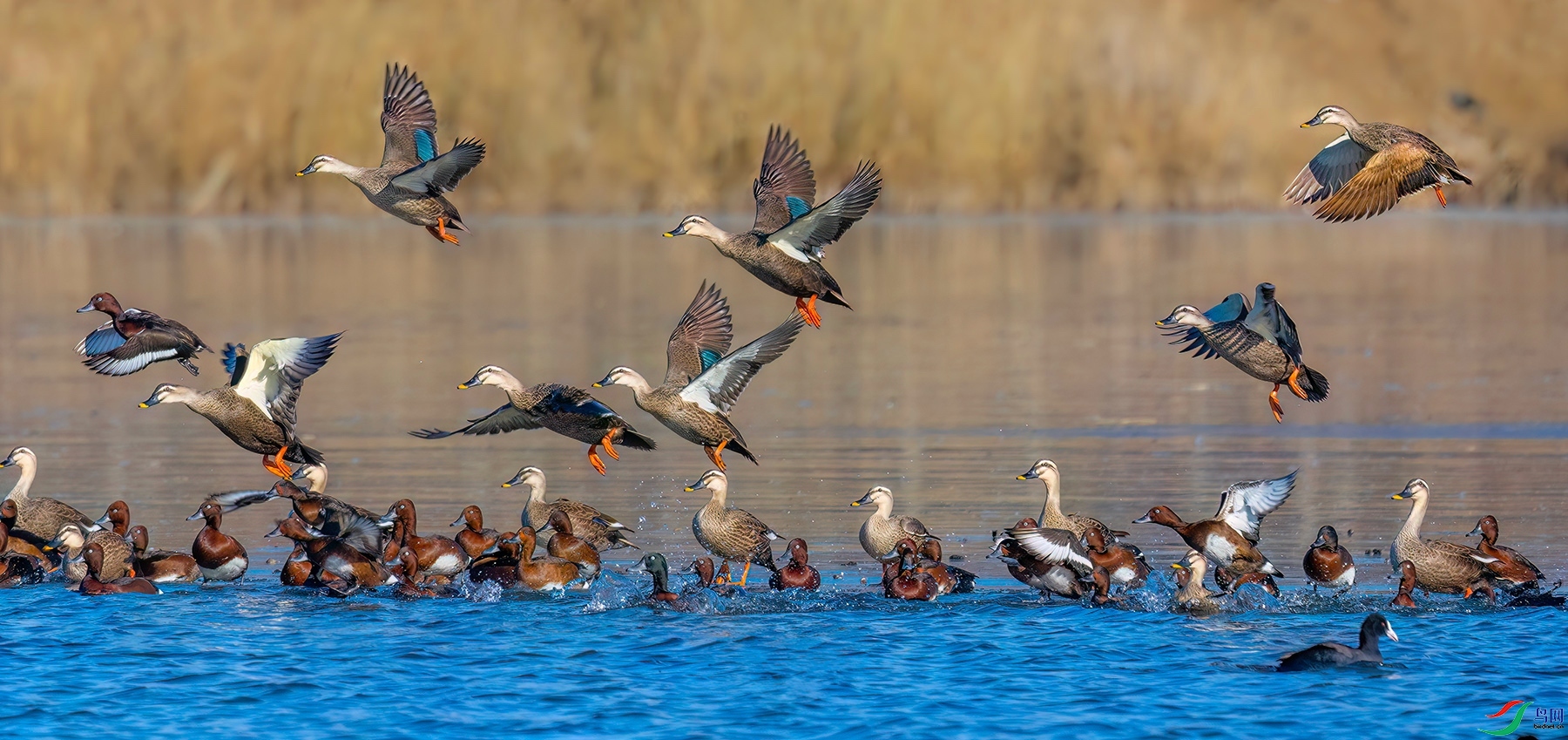 2.13��������ʦ��Ʒ   ���� ��ף���ٻ���Ӱʦ������.jpg