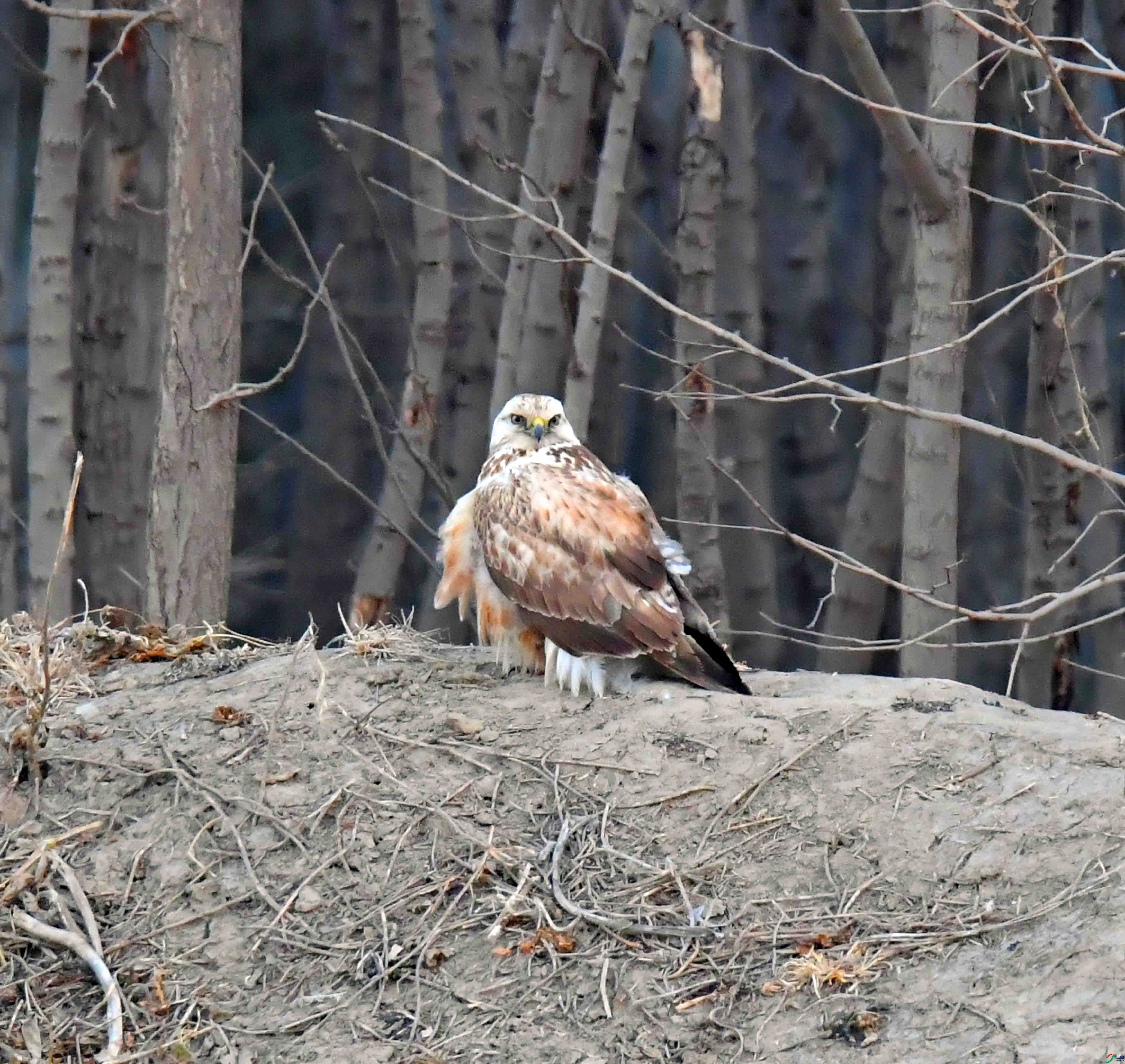 DSC_8642.JPG