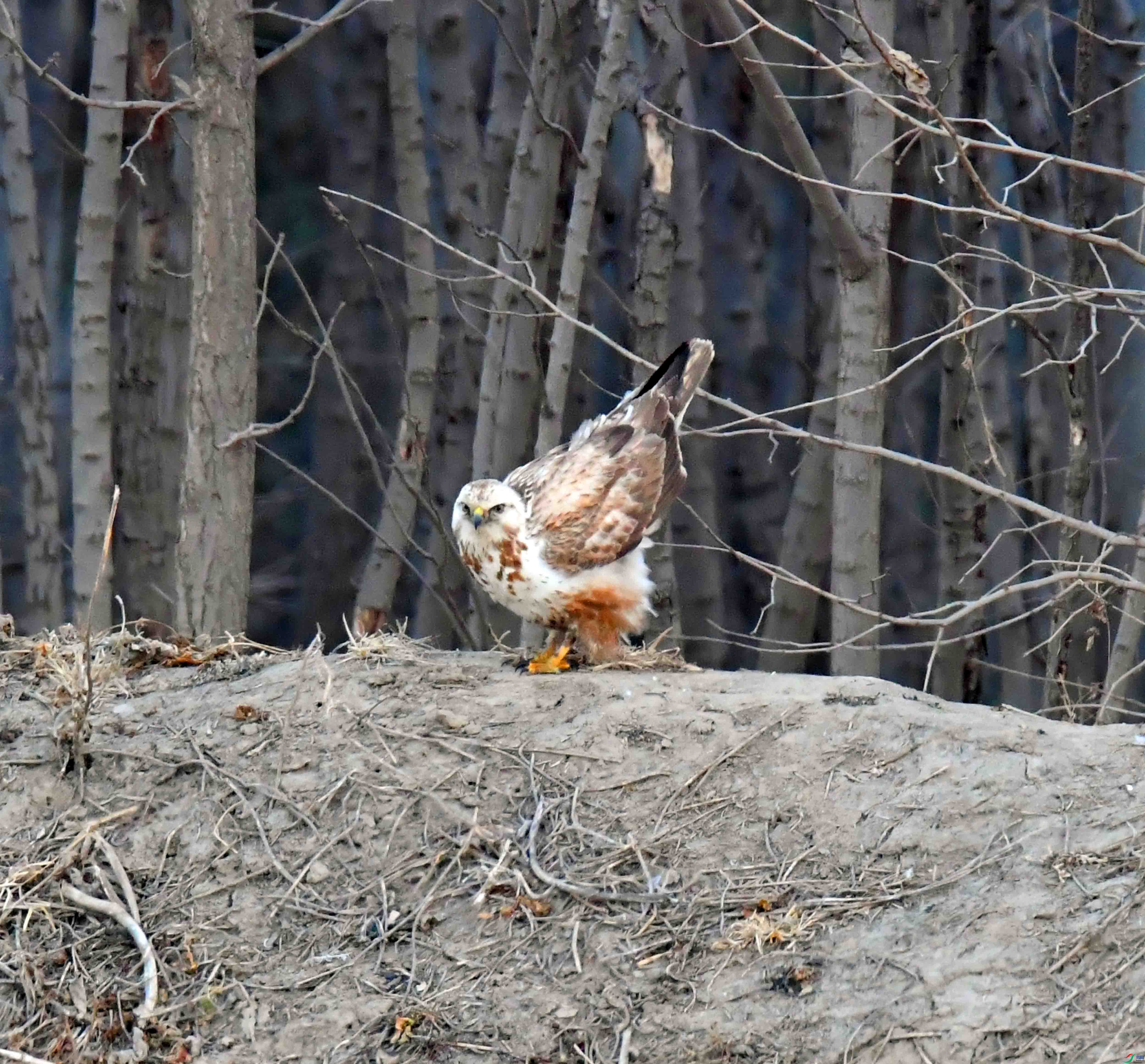 DSC_8660.JPG