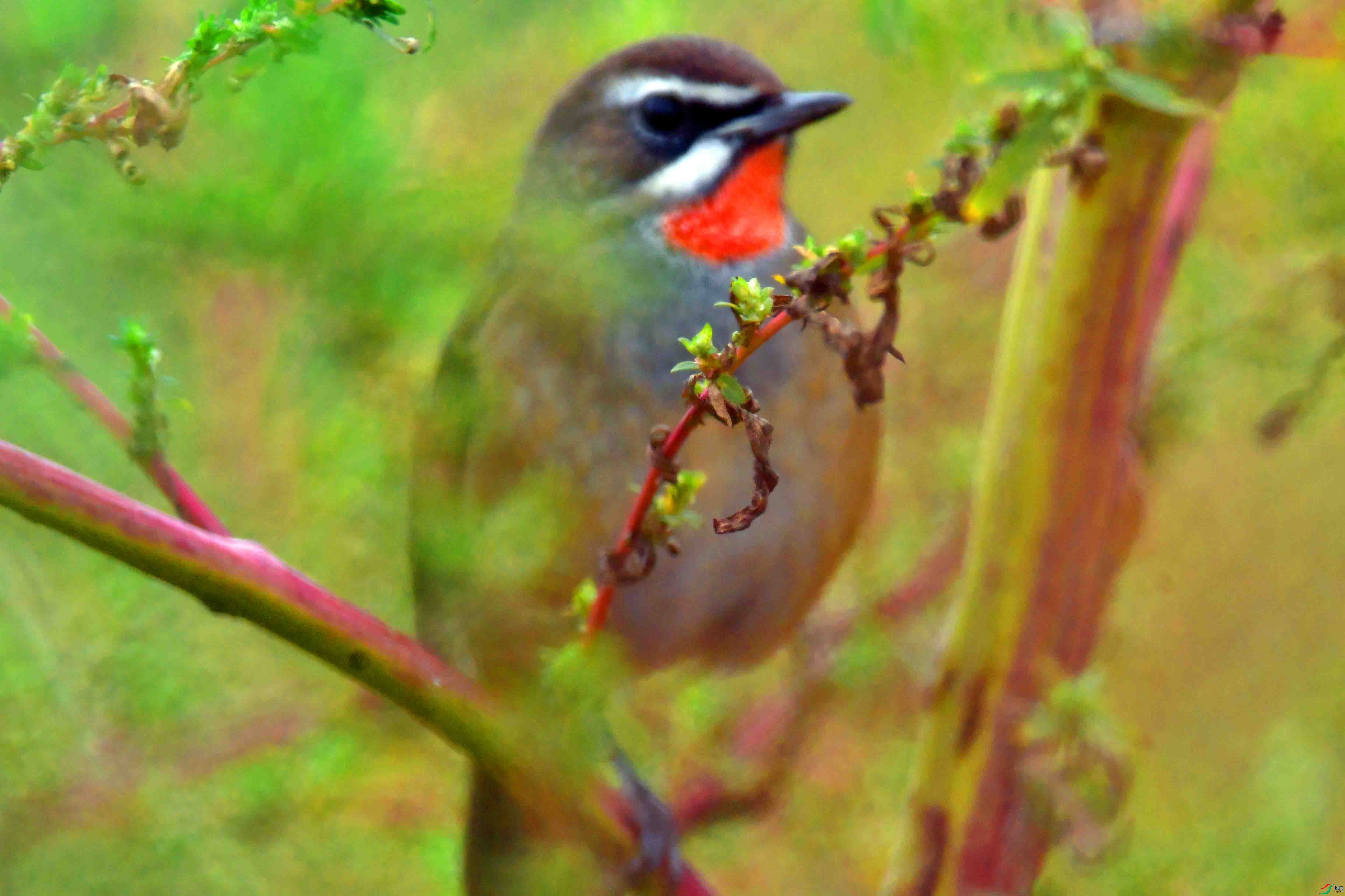DSC_4251.JPG