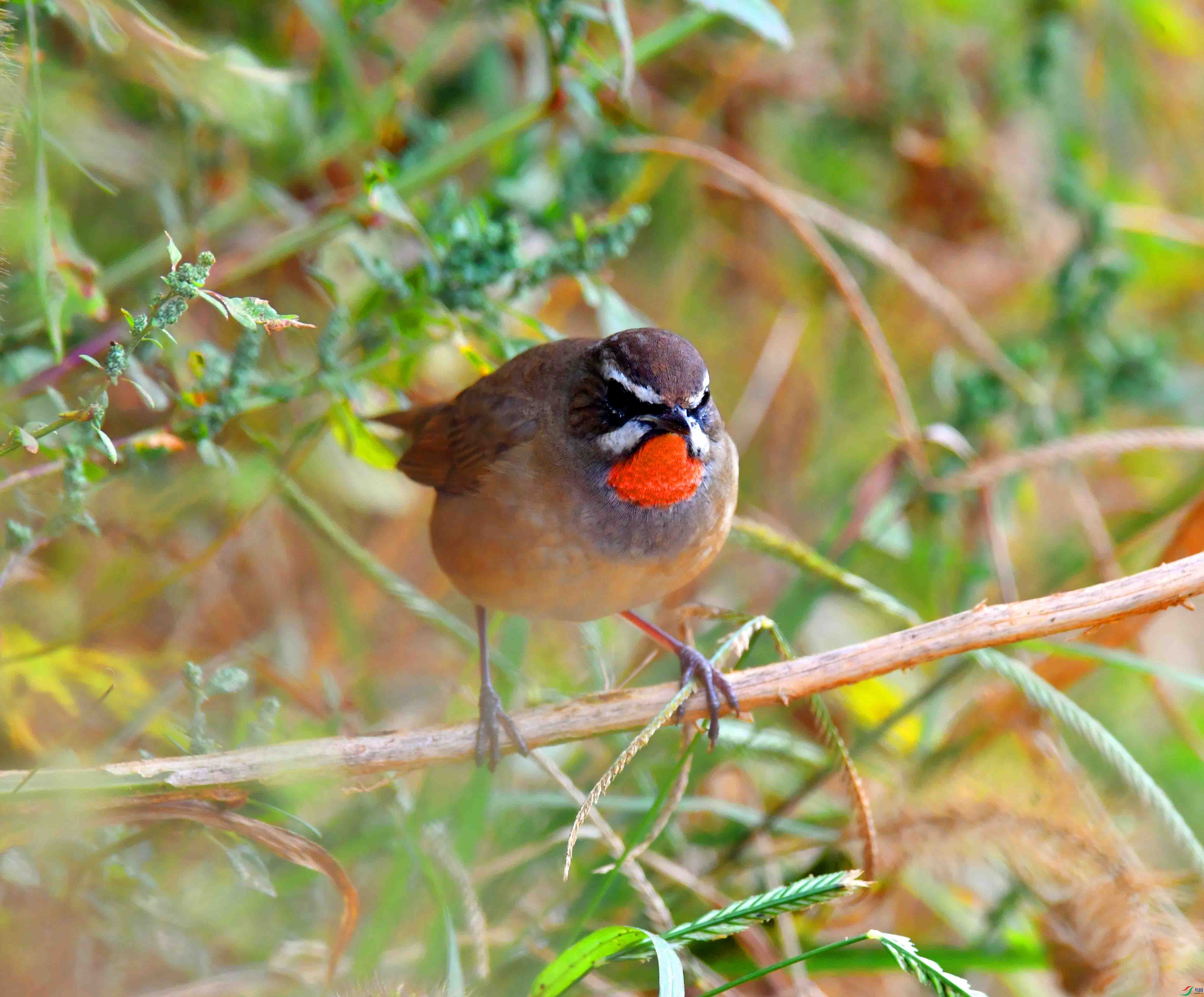 DSC_4234.JPG