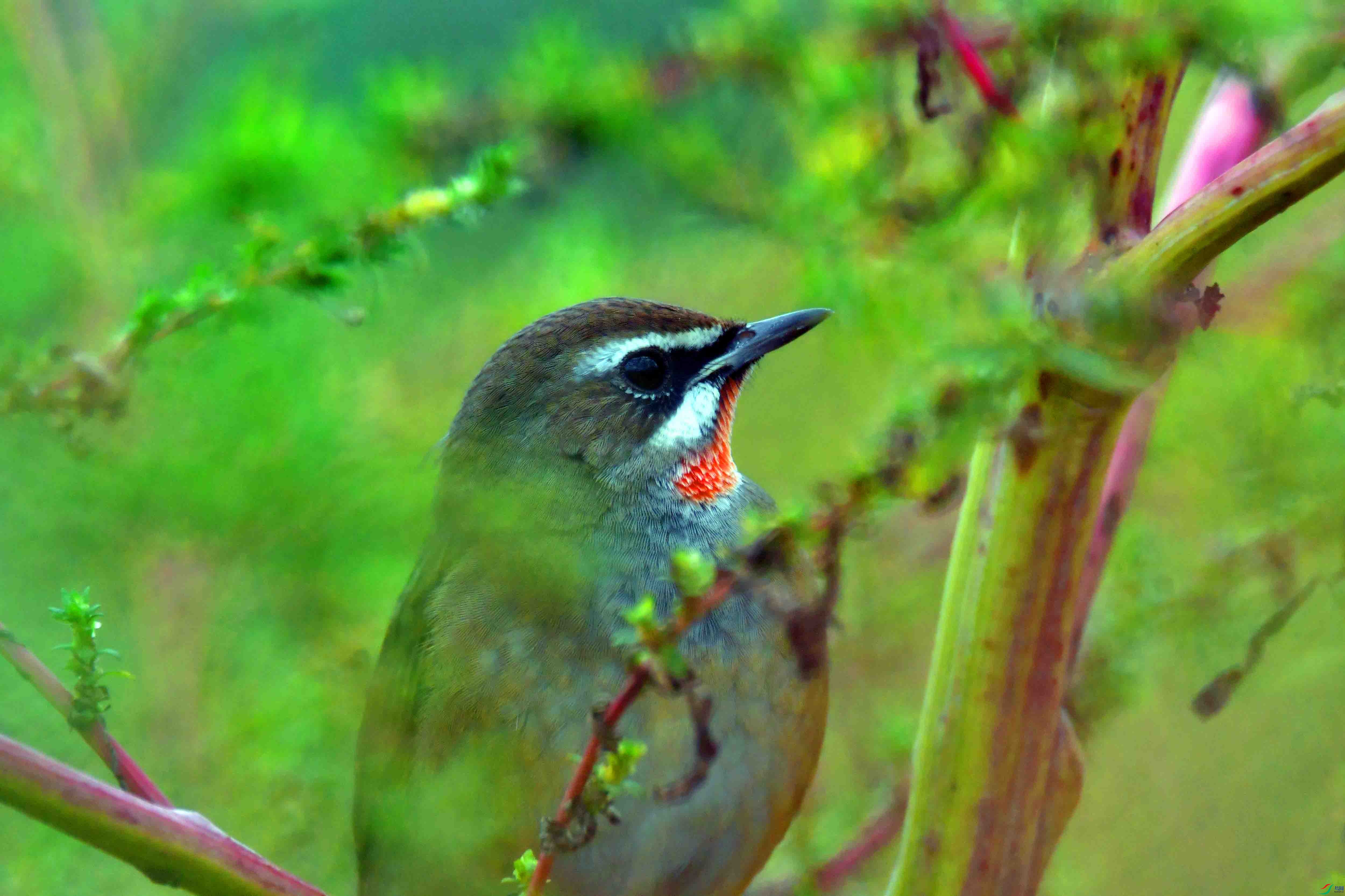 DSC_4254.JPG