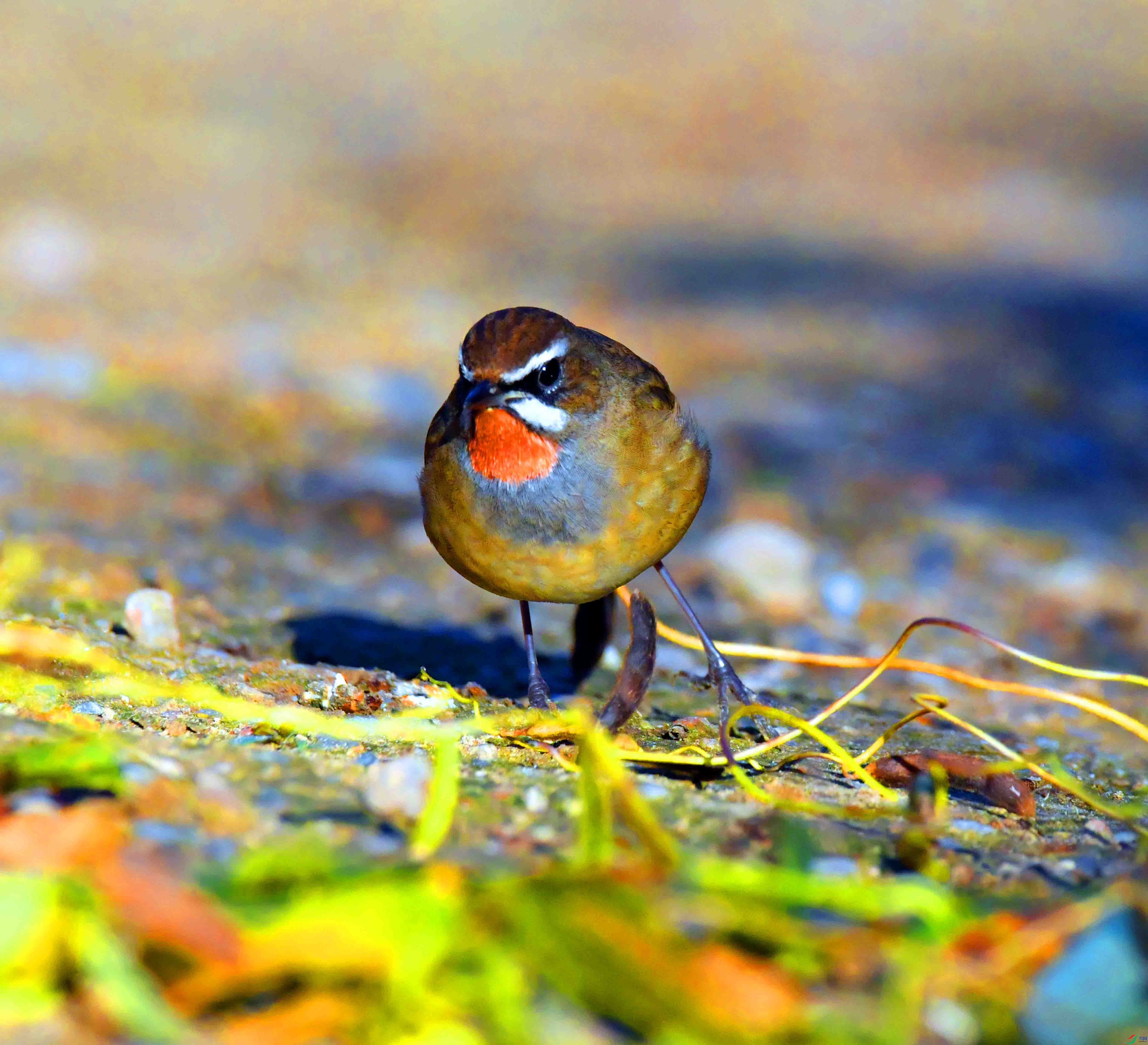 DSC_4430.JPG