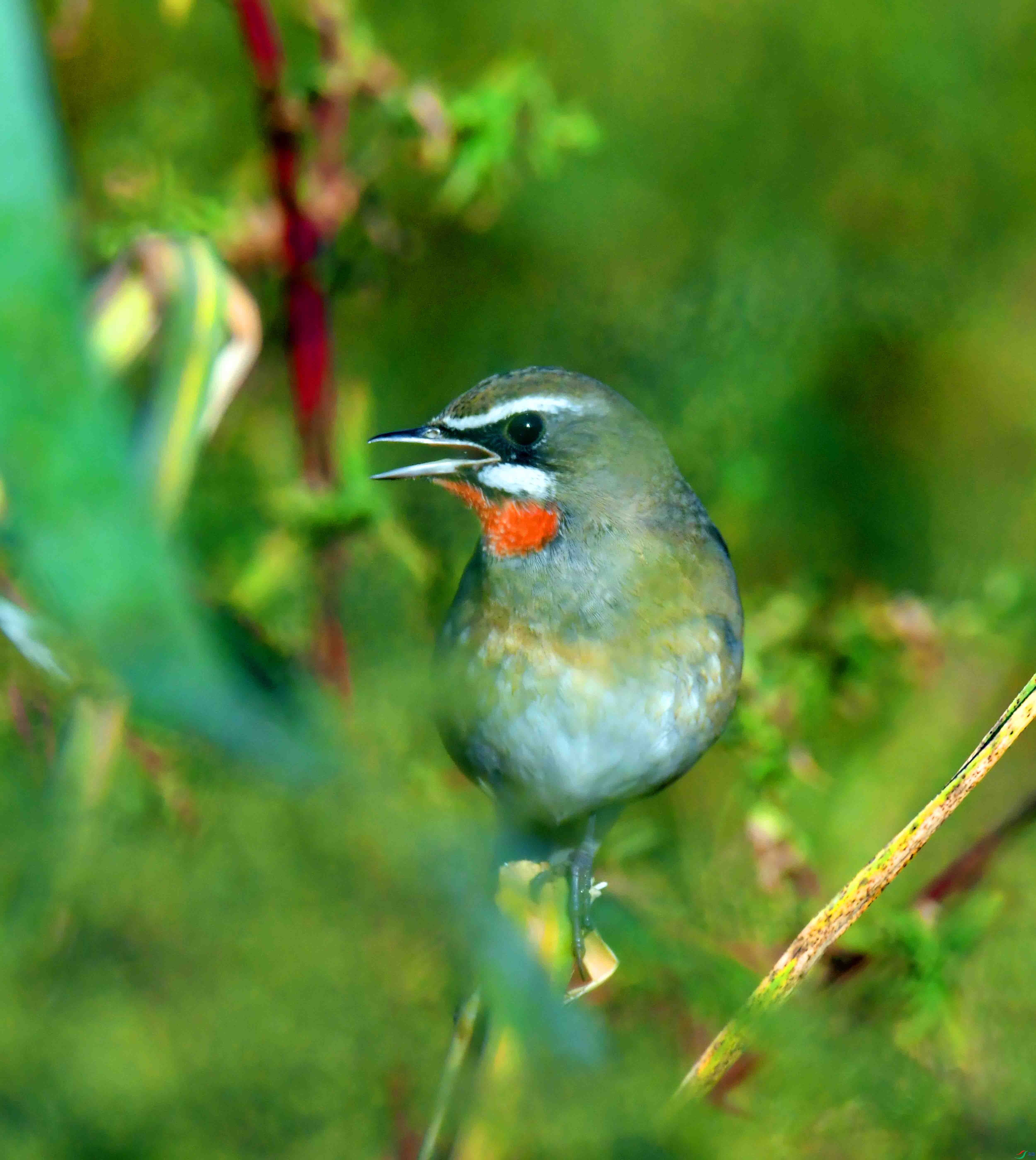 DSC_4945.JPG