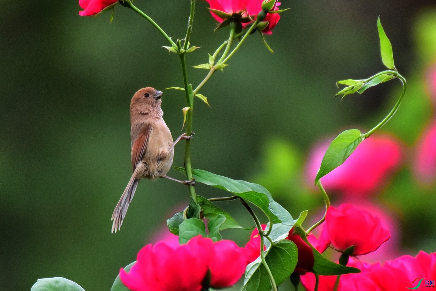 DSC_3263.JPG