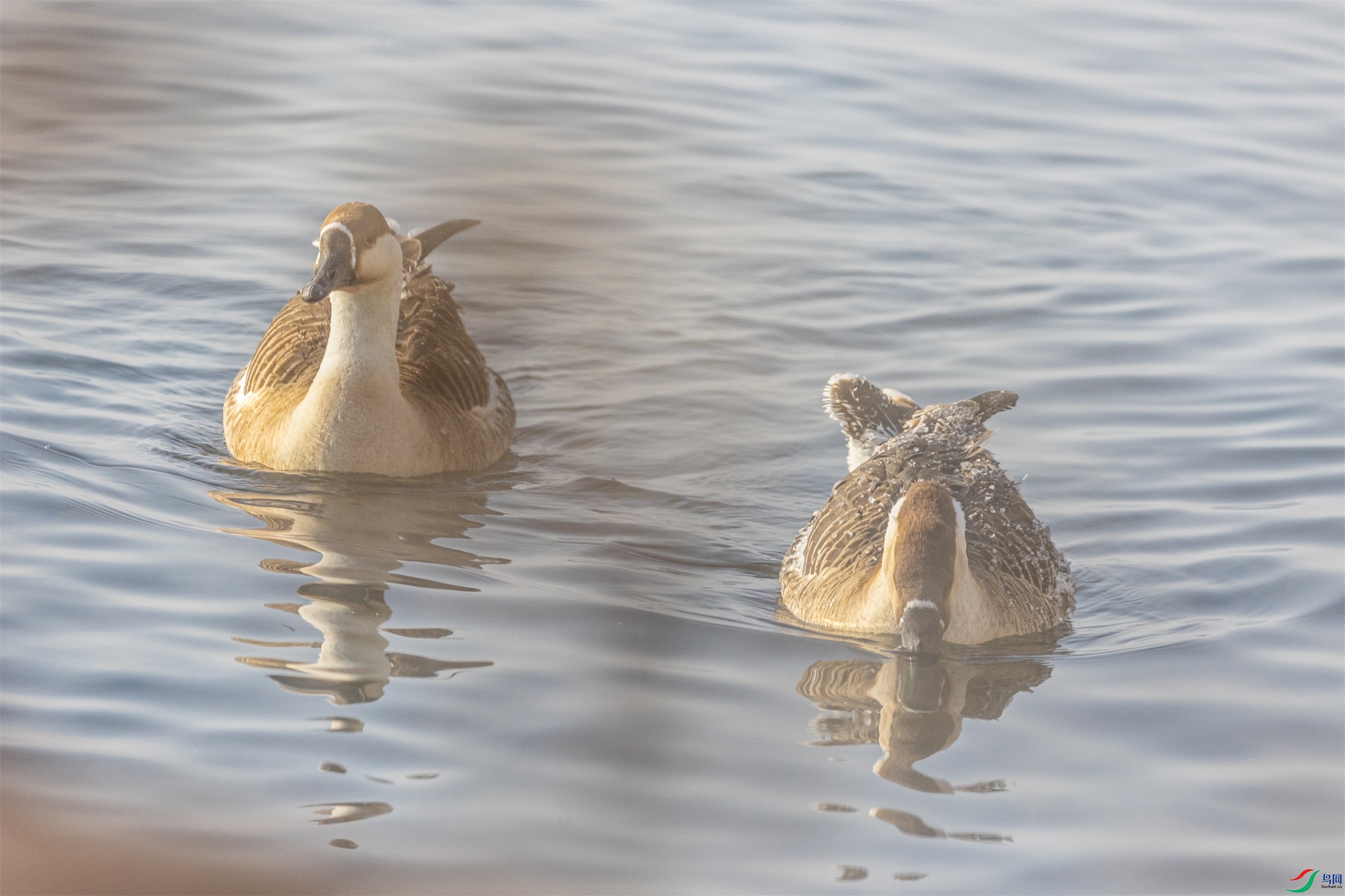 1K3A7465 ����1.jpg