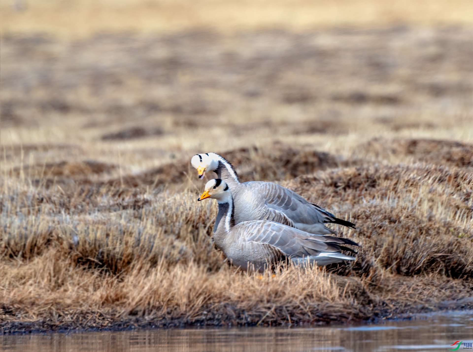 DSC_1342-11.jpg