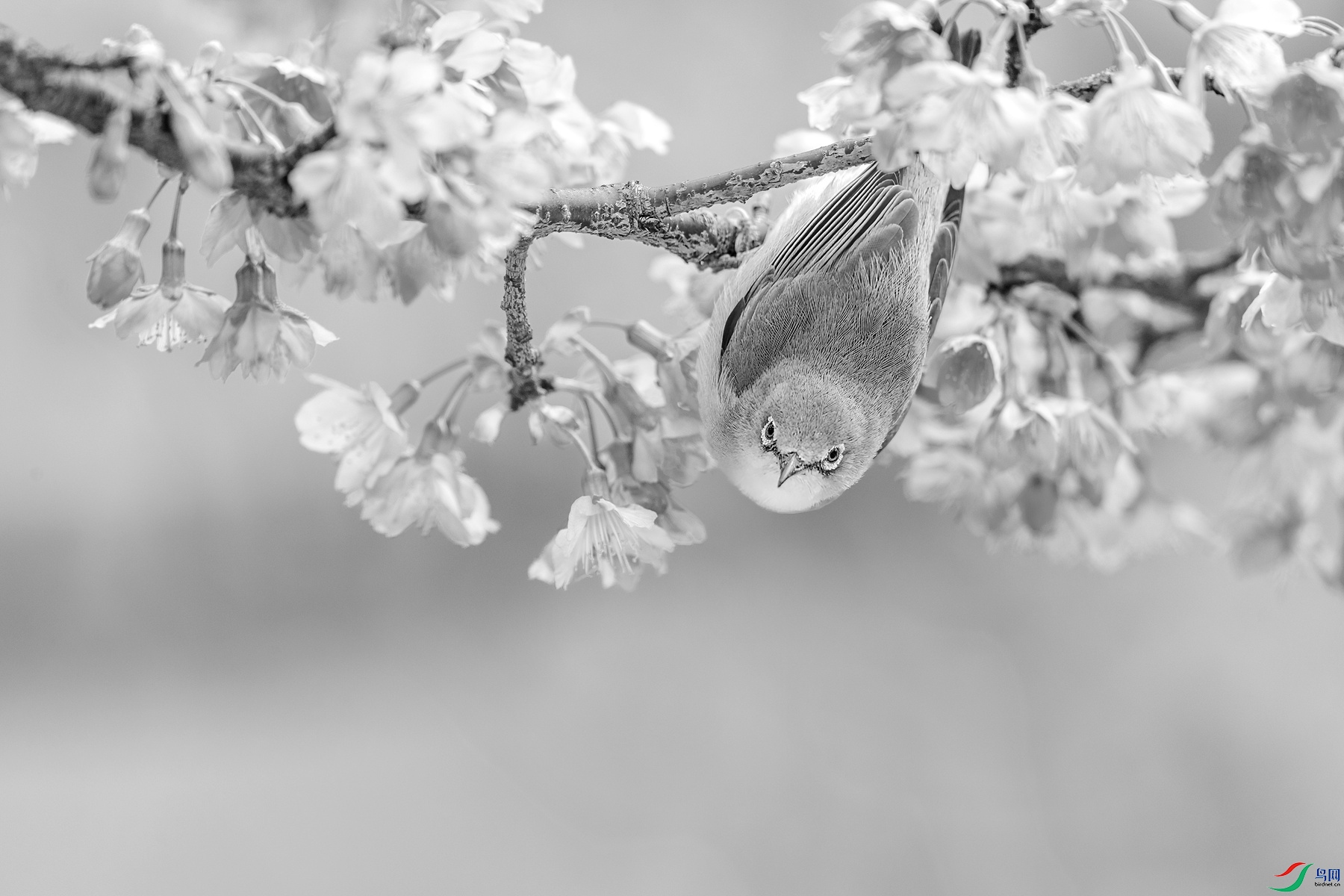 BF1I8164 ����_����.jpg