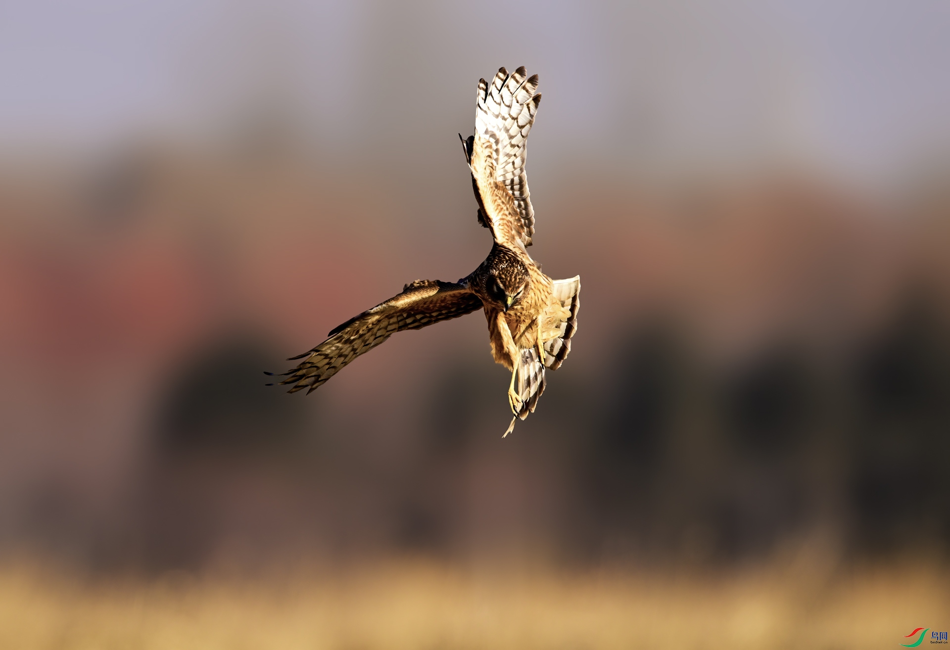 _DSC40453.jpg