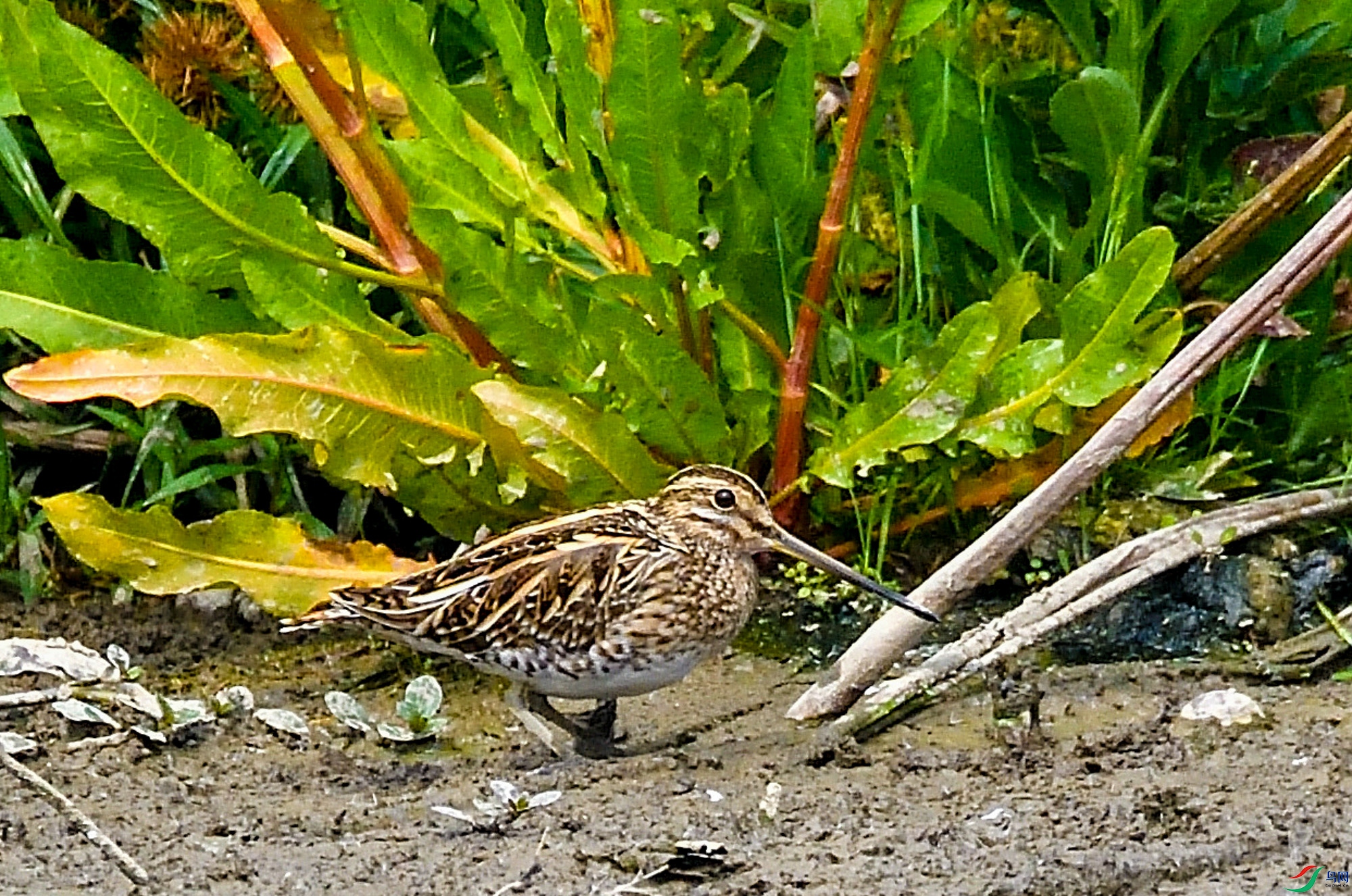 DSC_6493.jpg