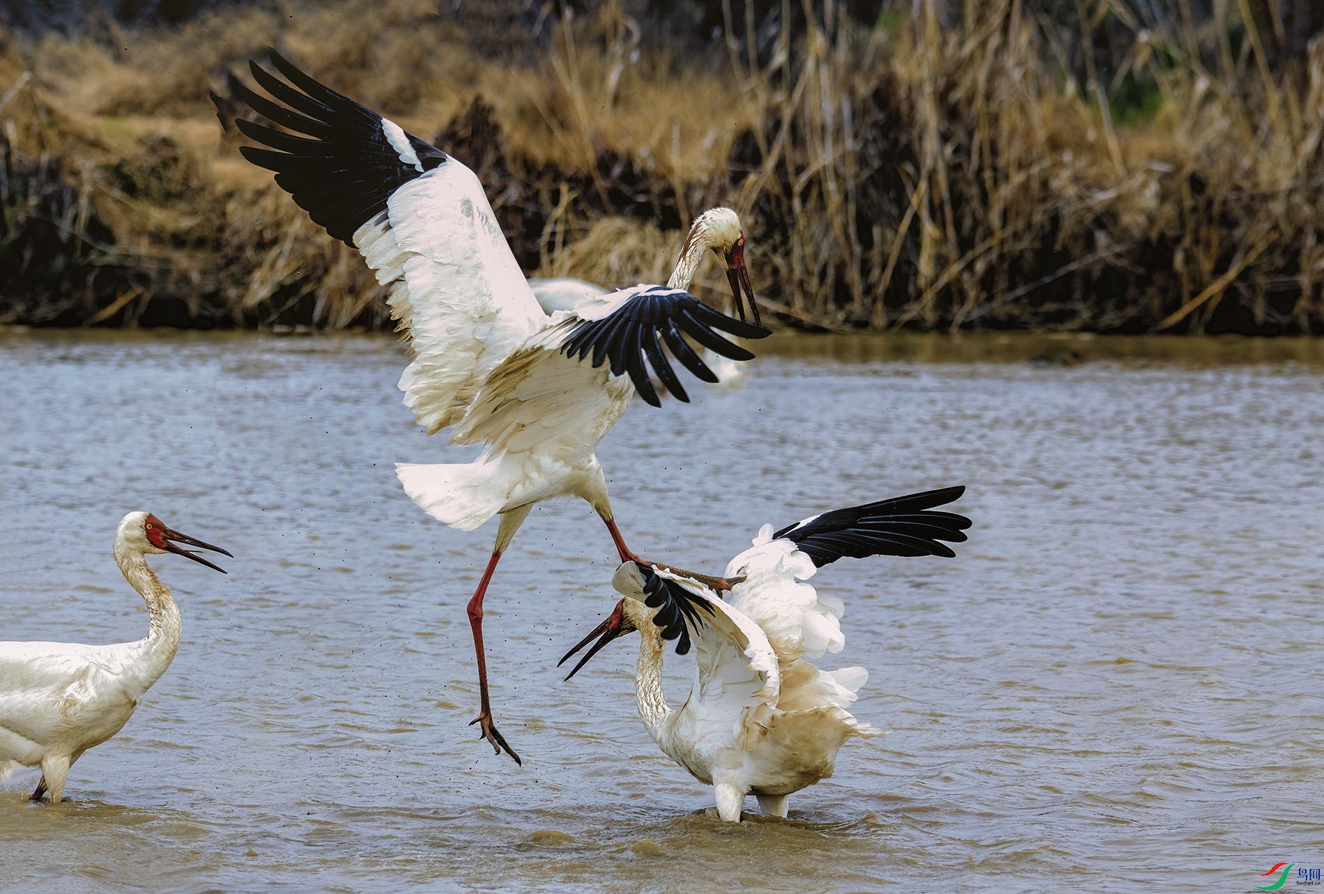 ����һֻ��