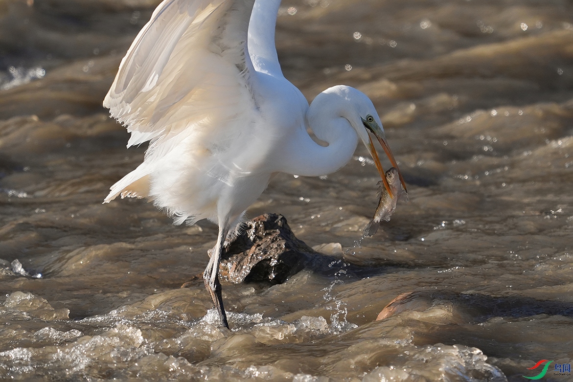 DSC03689 ����.jpg