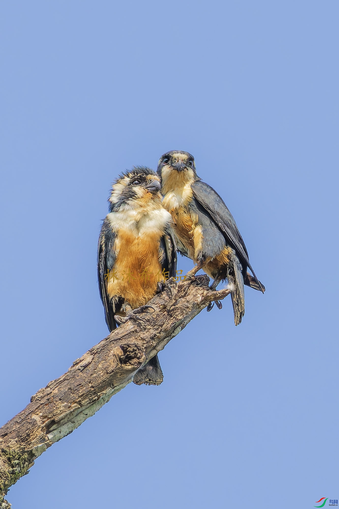 _97A6883-CR3 copy.jpg1.jpg