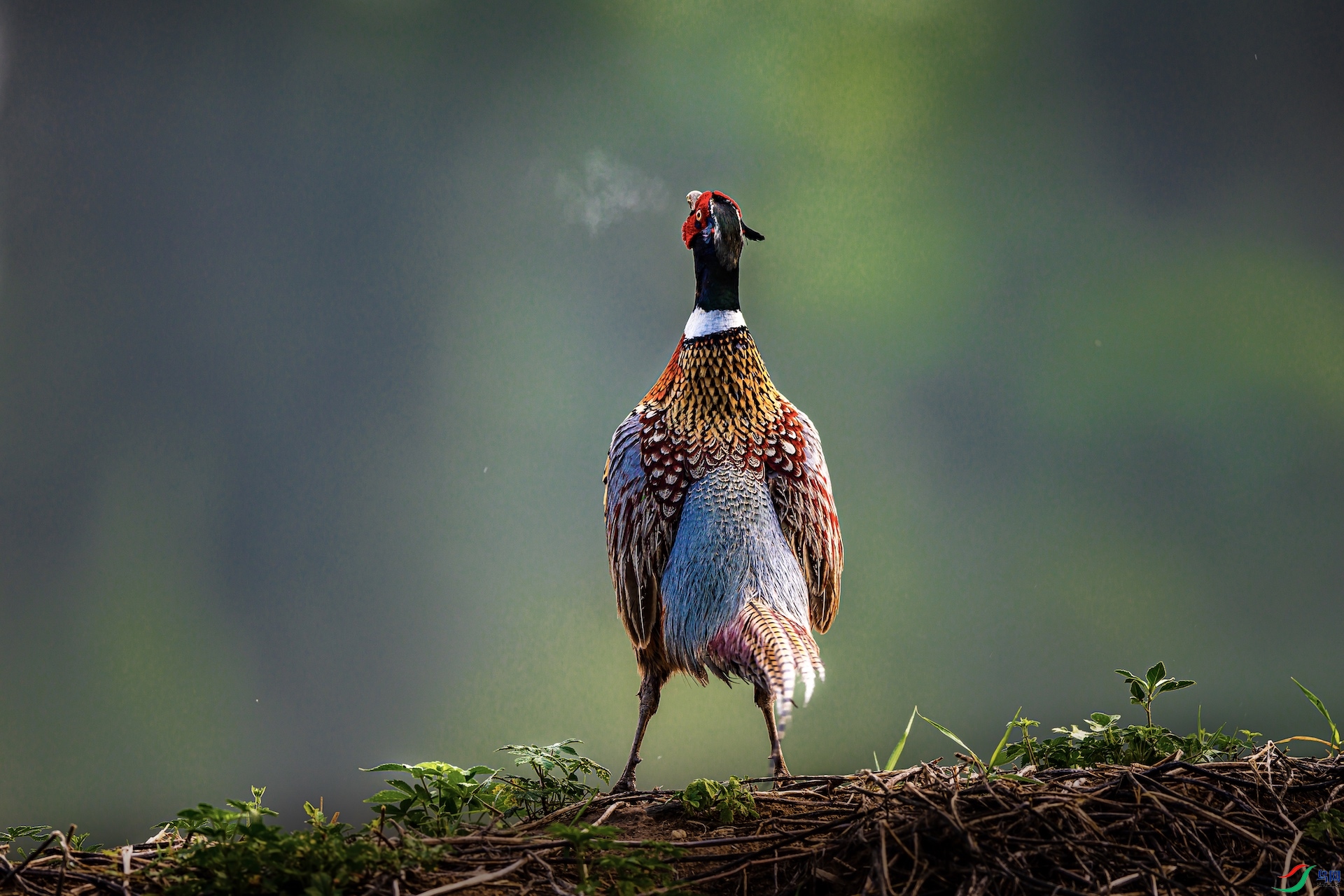 1_XXI4834-1 ����.jpeg