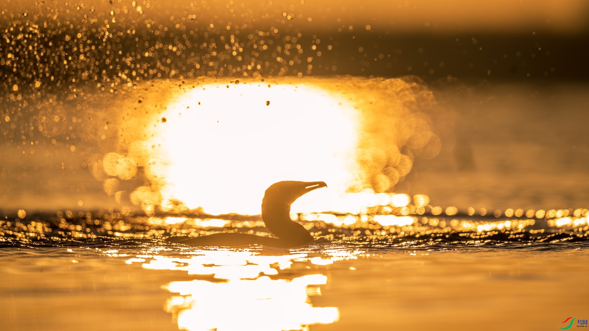 1_XXL0361 ����.jpeg