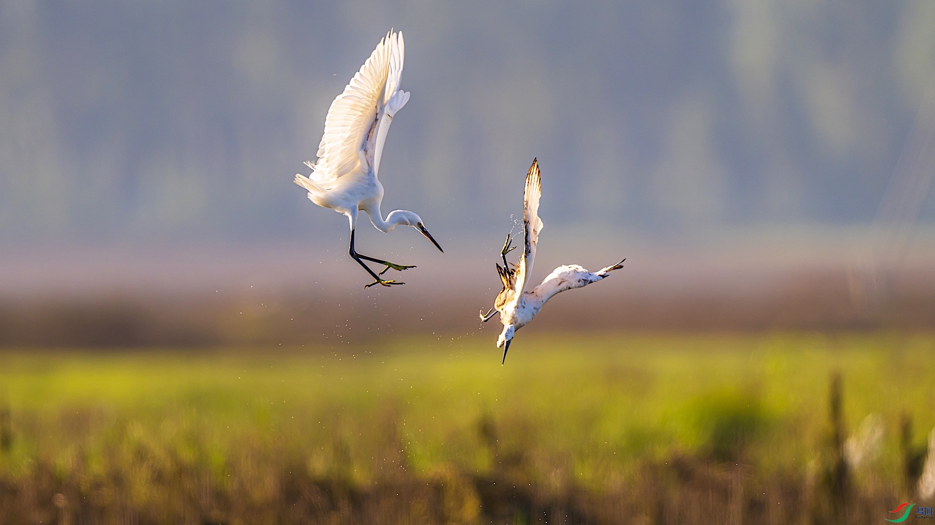 1-2DSC_1266 ����.jpeg