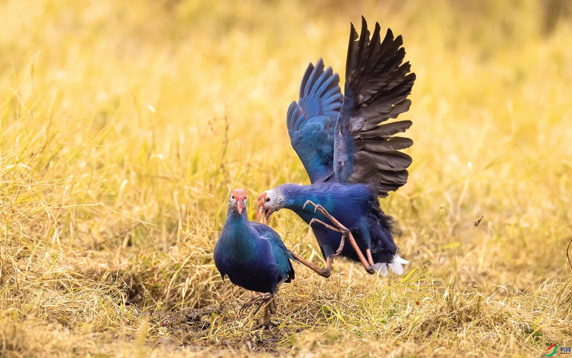 _W4A1961-3 ����.jpg