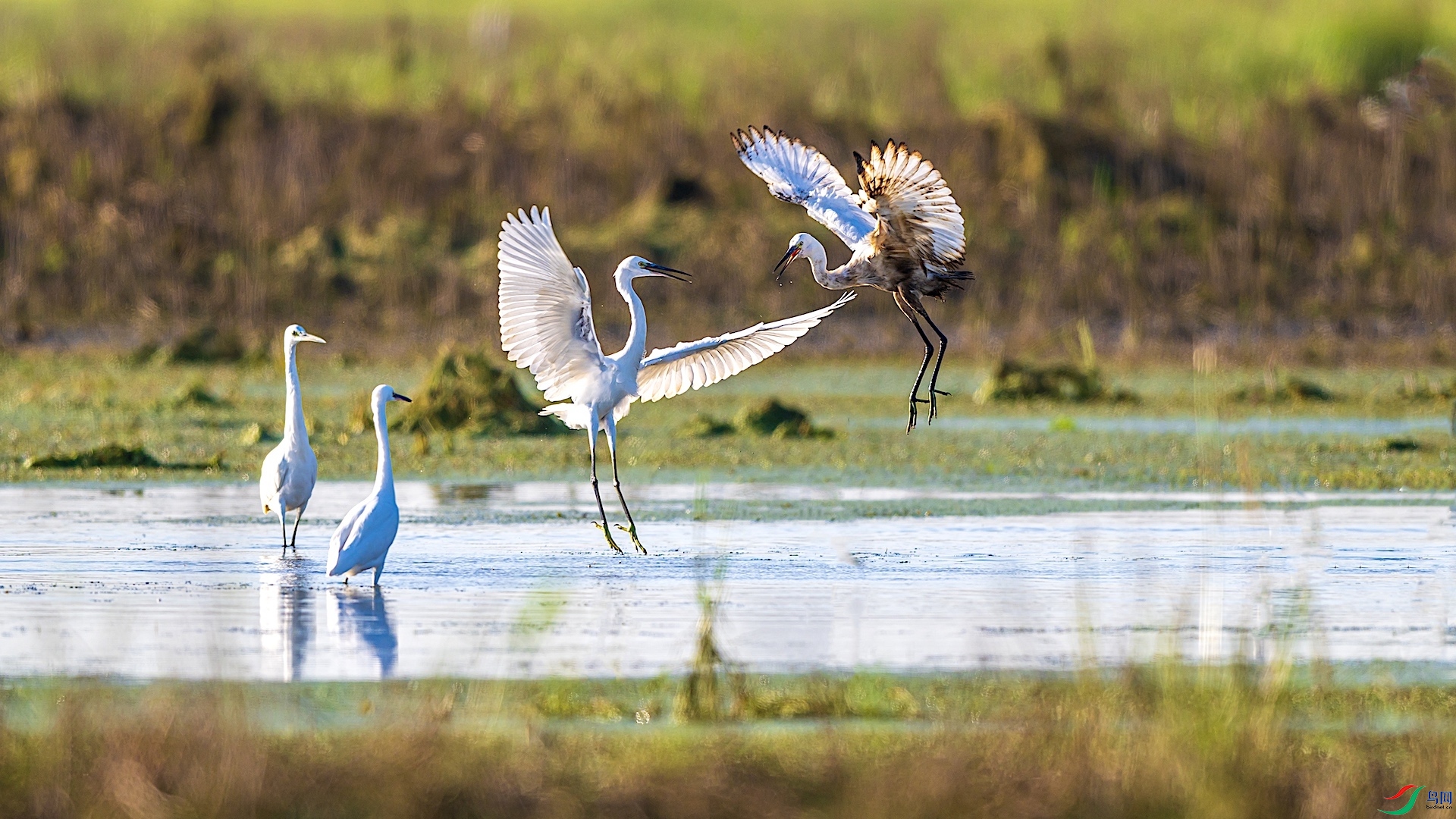 1DSC_1234 ����.jpeg