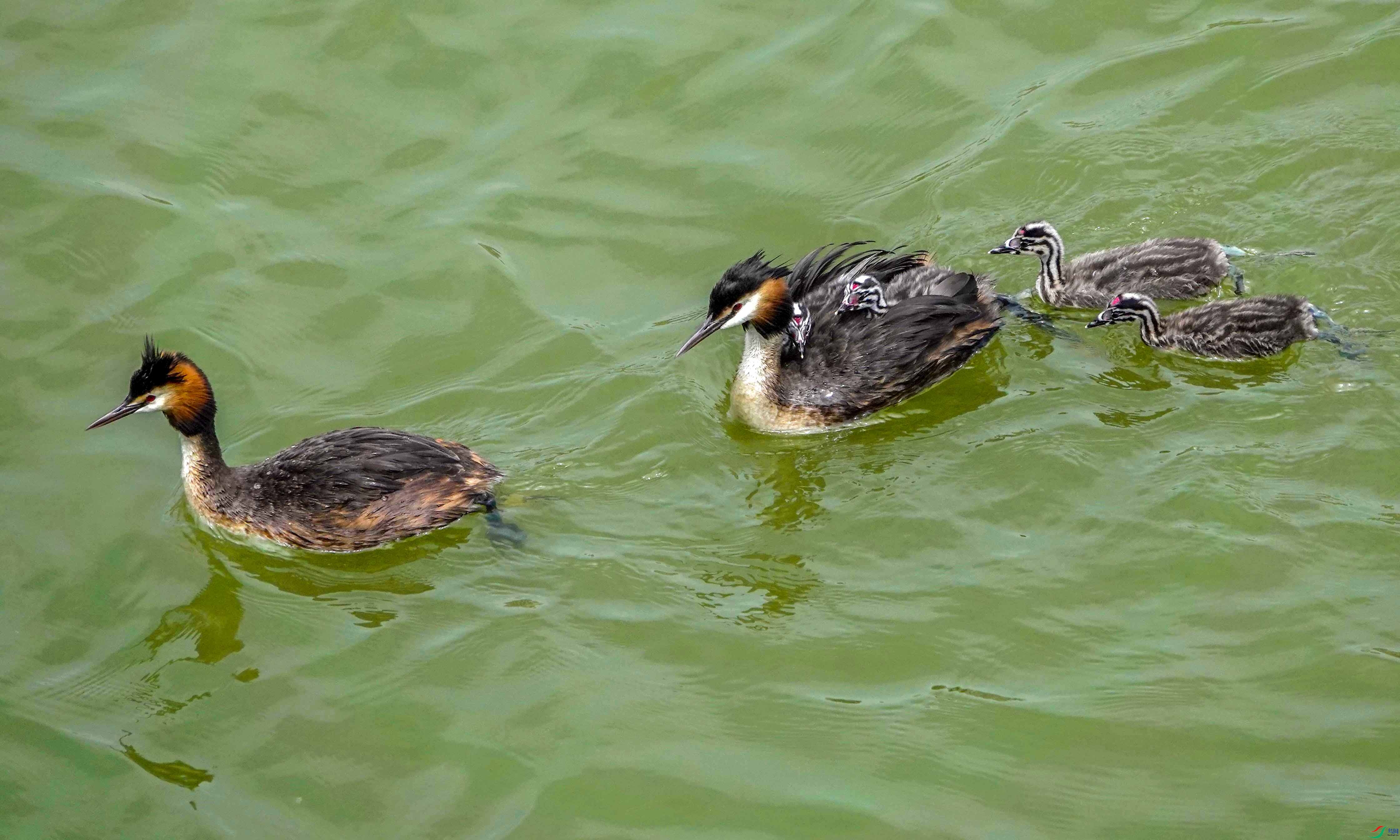 ��ͷ�G�f8 ����.jpg