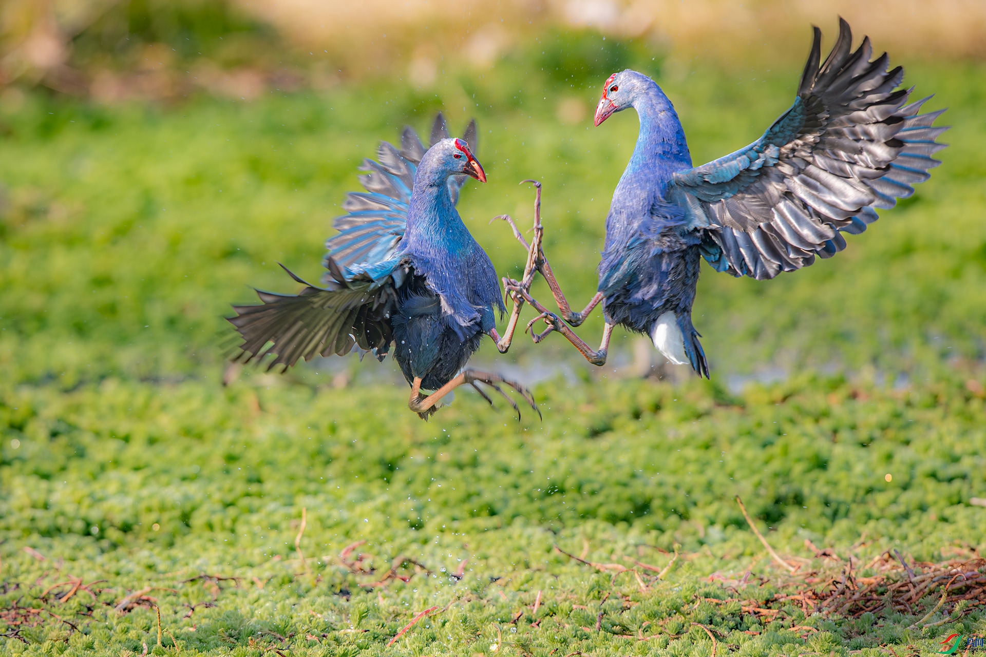 A15I0526-ǿ-NR ����.jpg