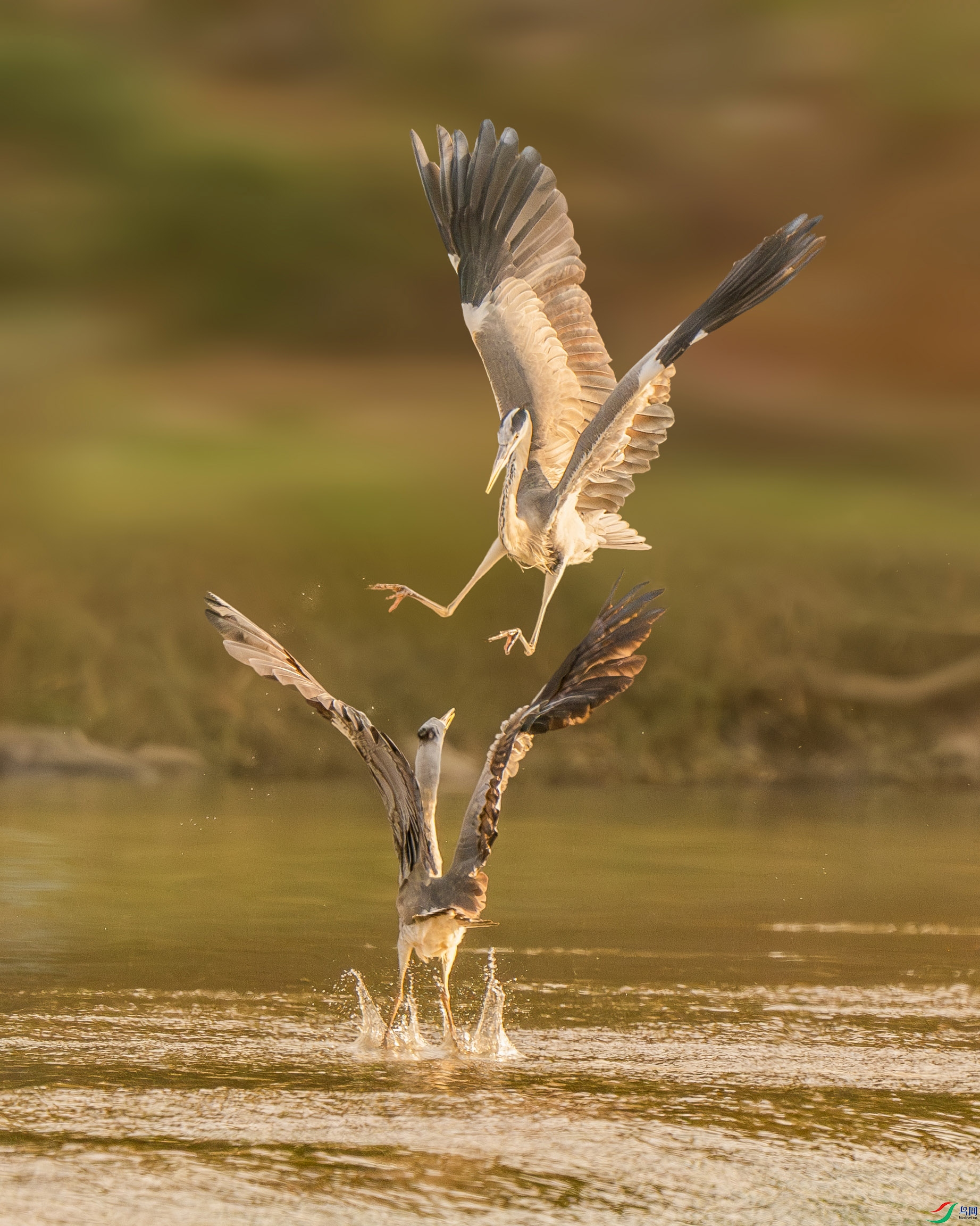 _DSC5382-����ǿ-NR ���� 2.jpg
